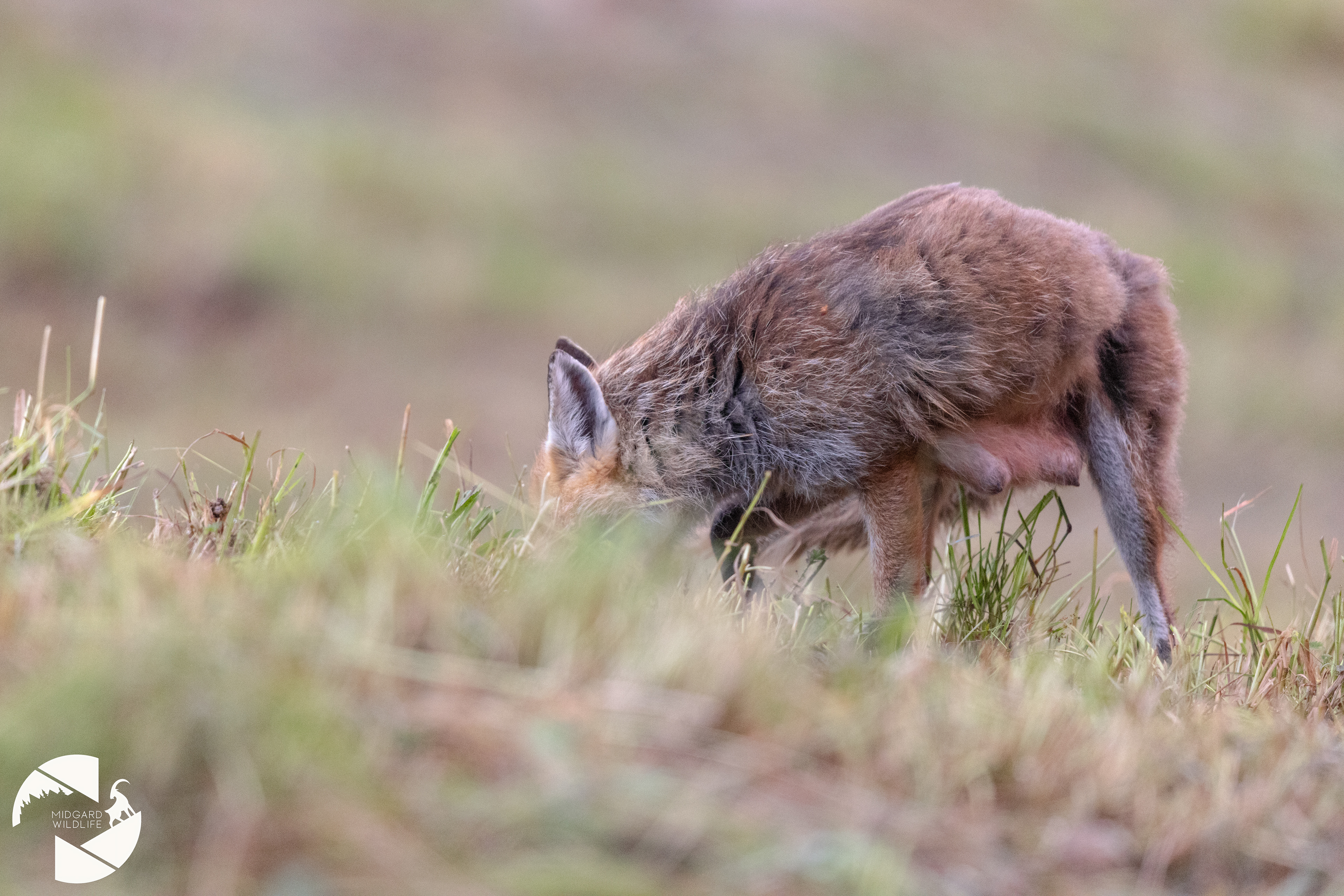 Renard