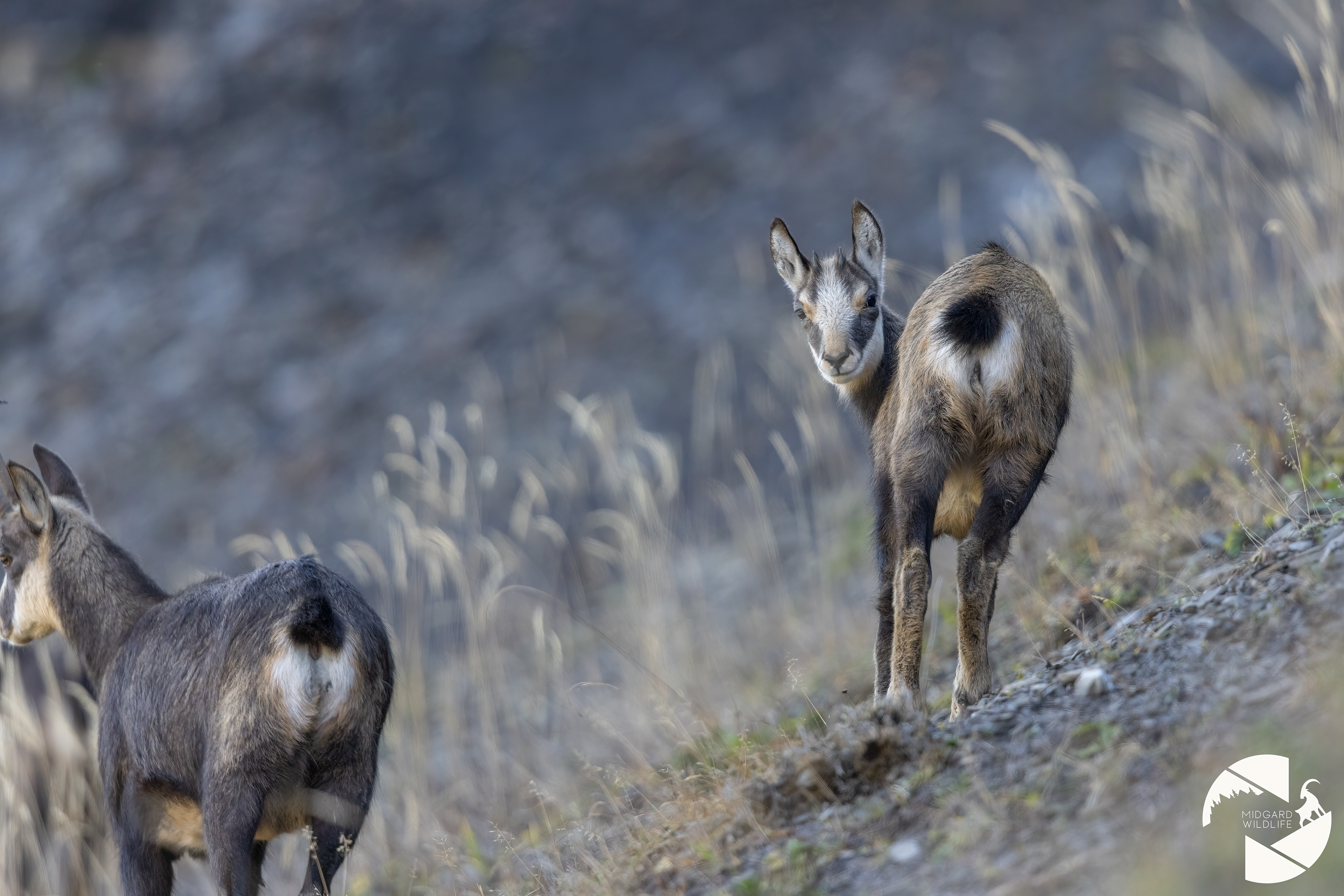 Chamois