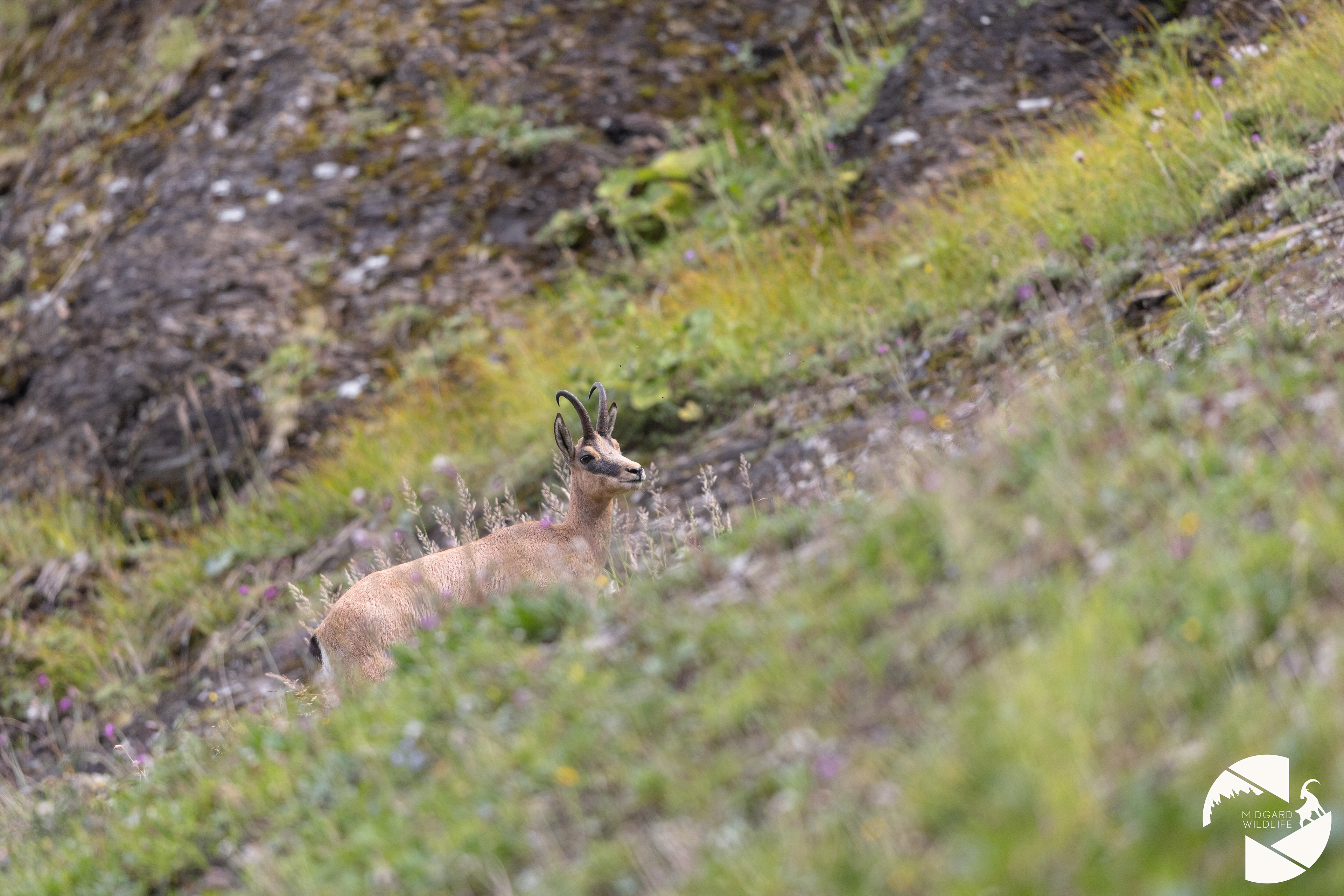 Chamois