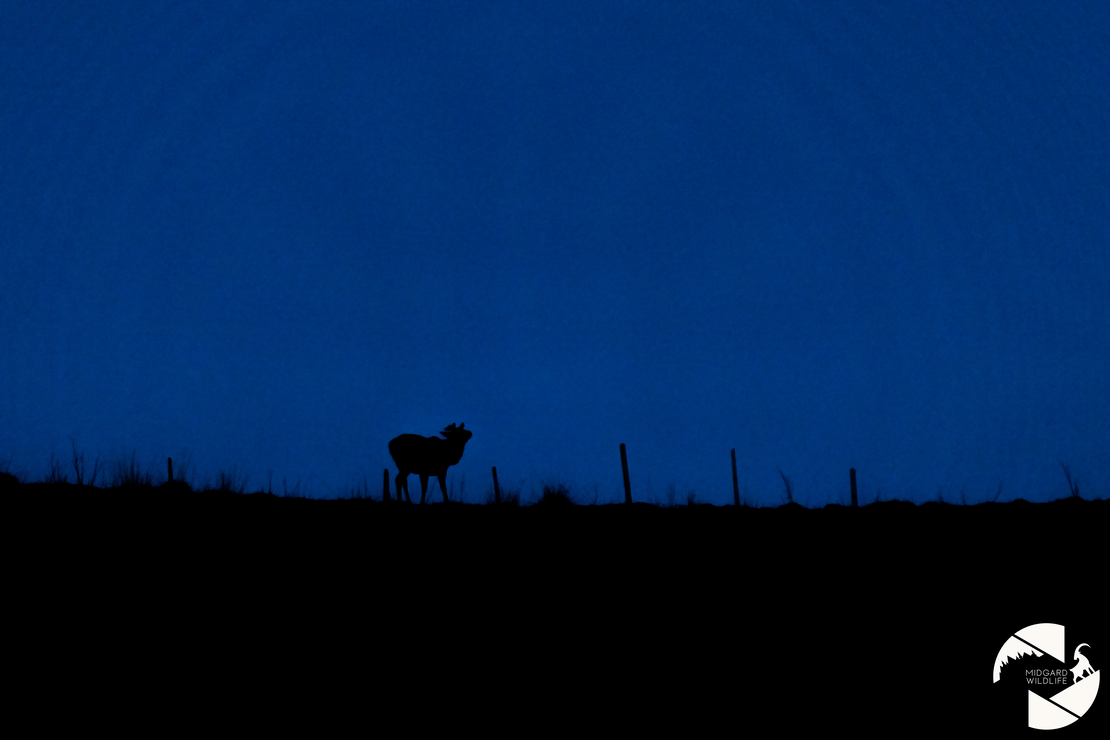 Cerf élaphe