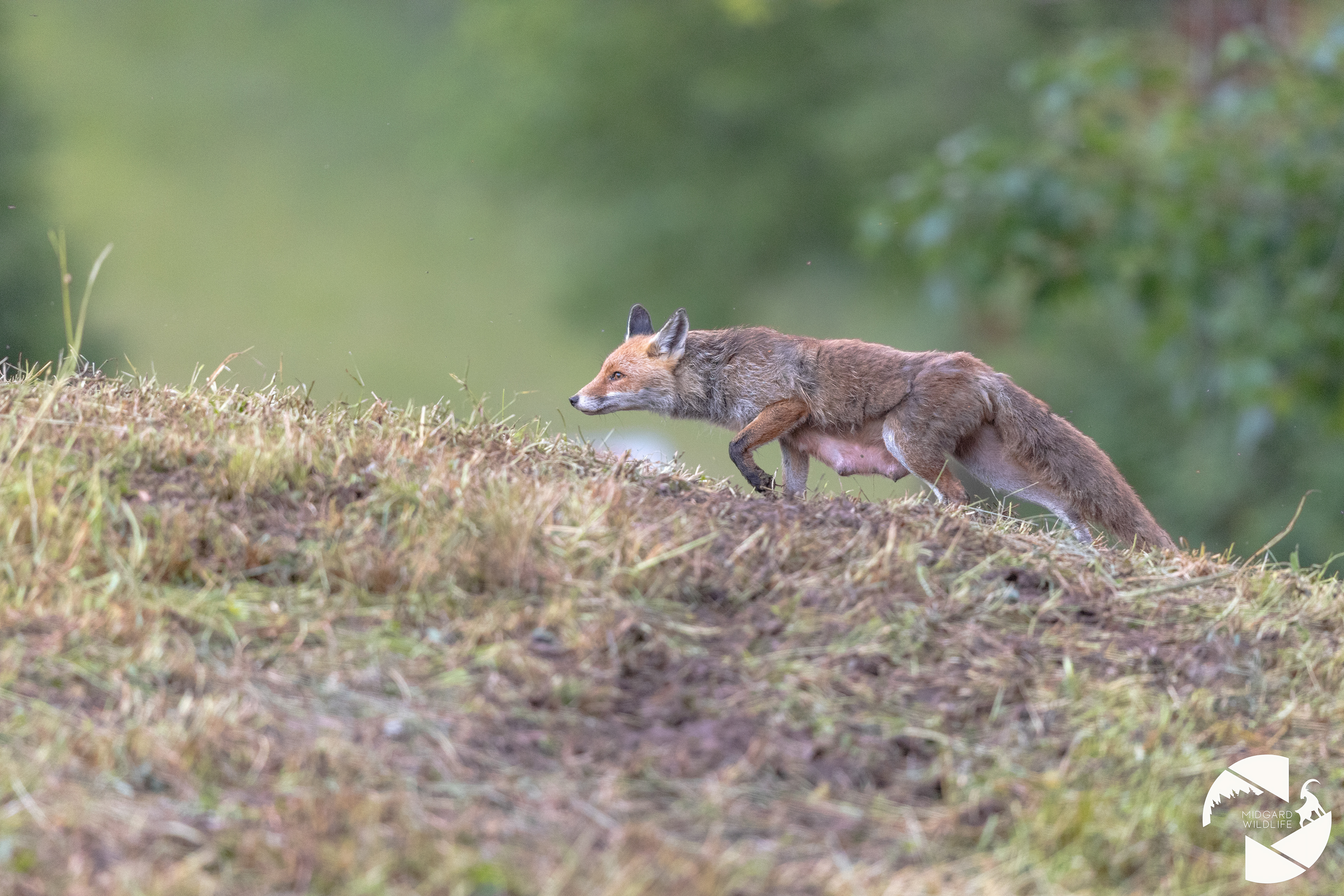 Renard