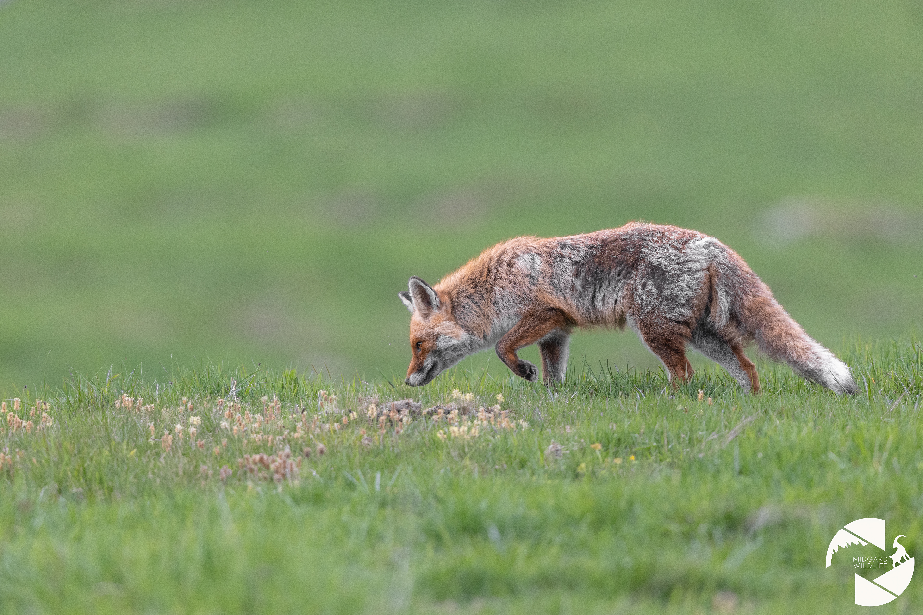 Renard