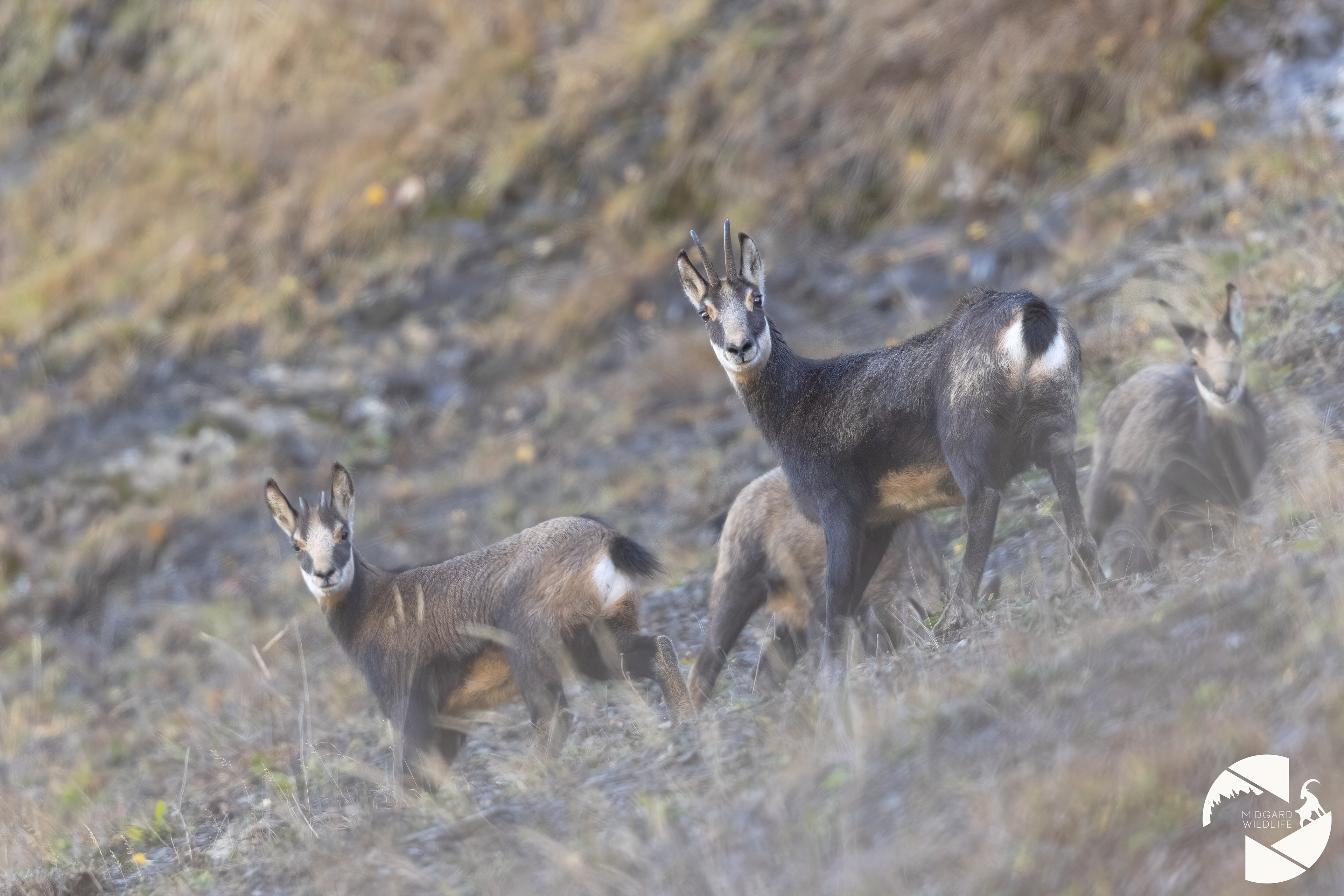 Chamois