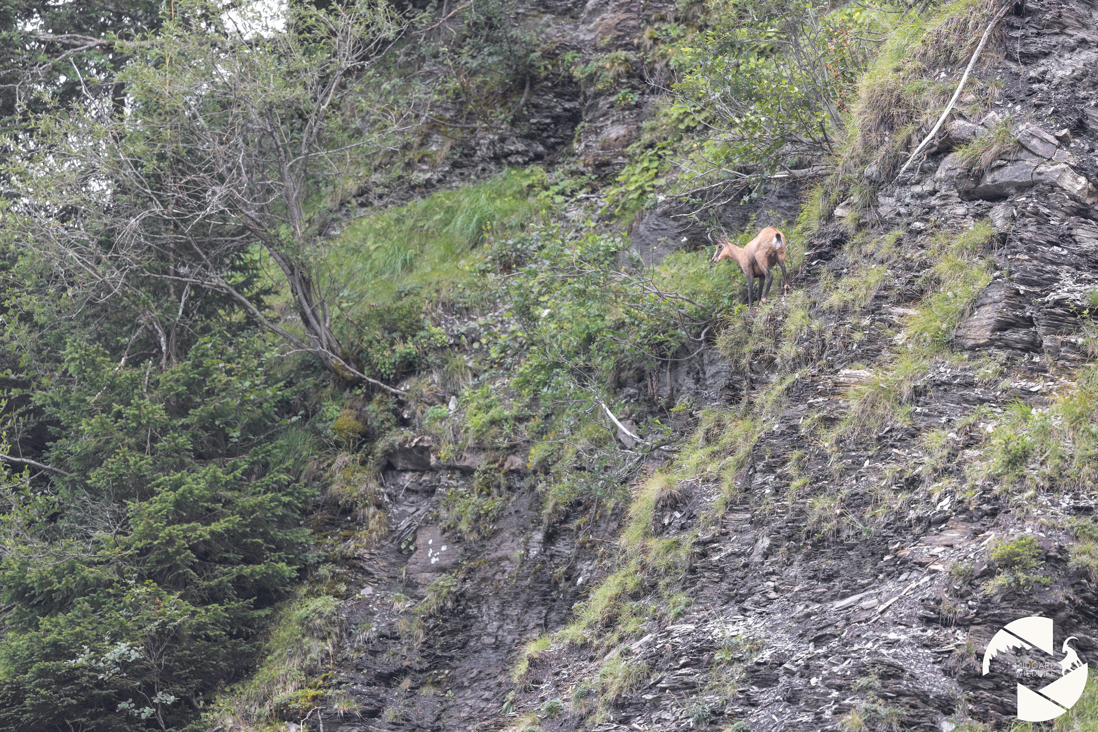 Chamois