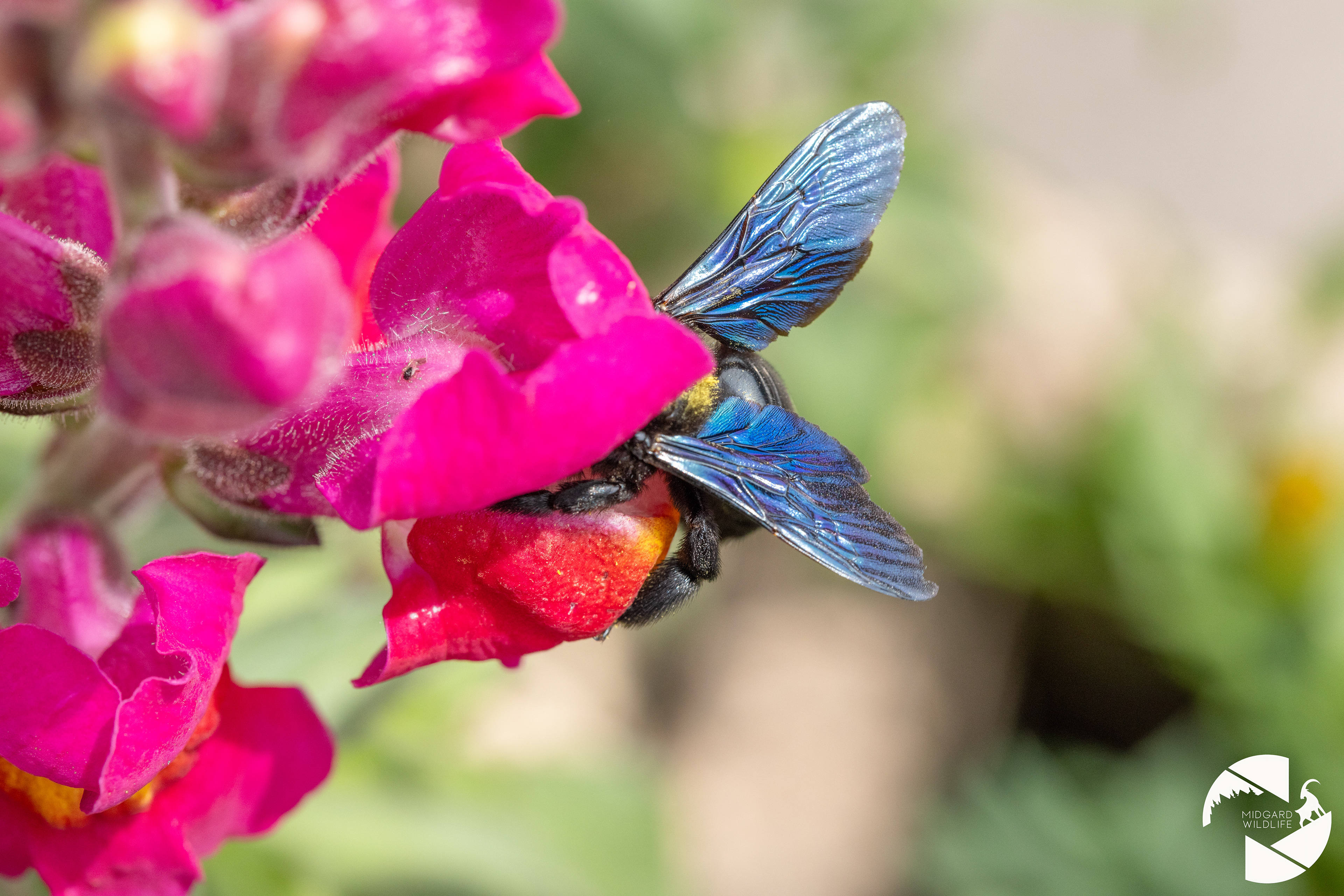 Abeille charpentière