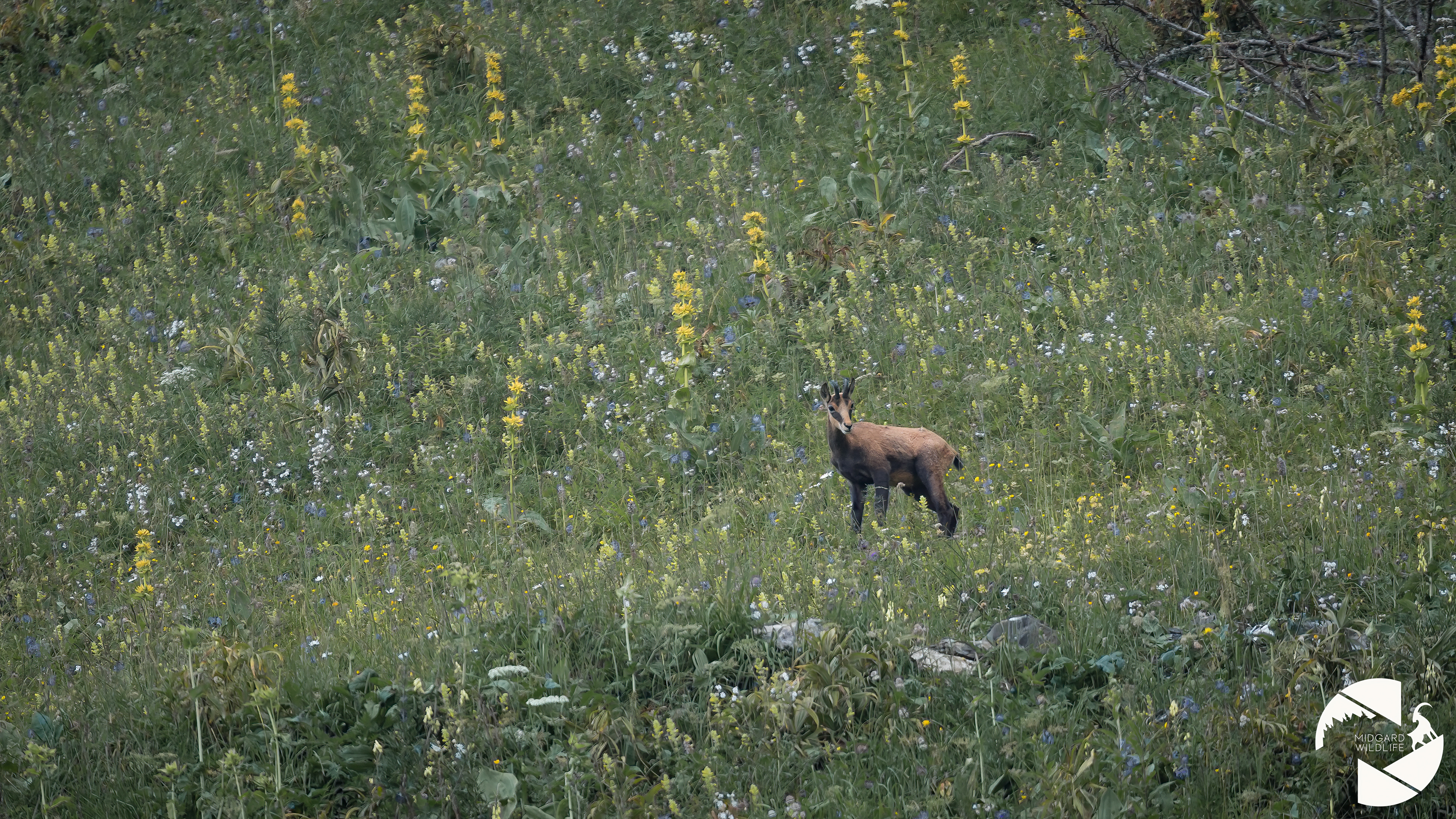 Chamois
