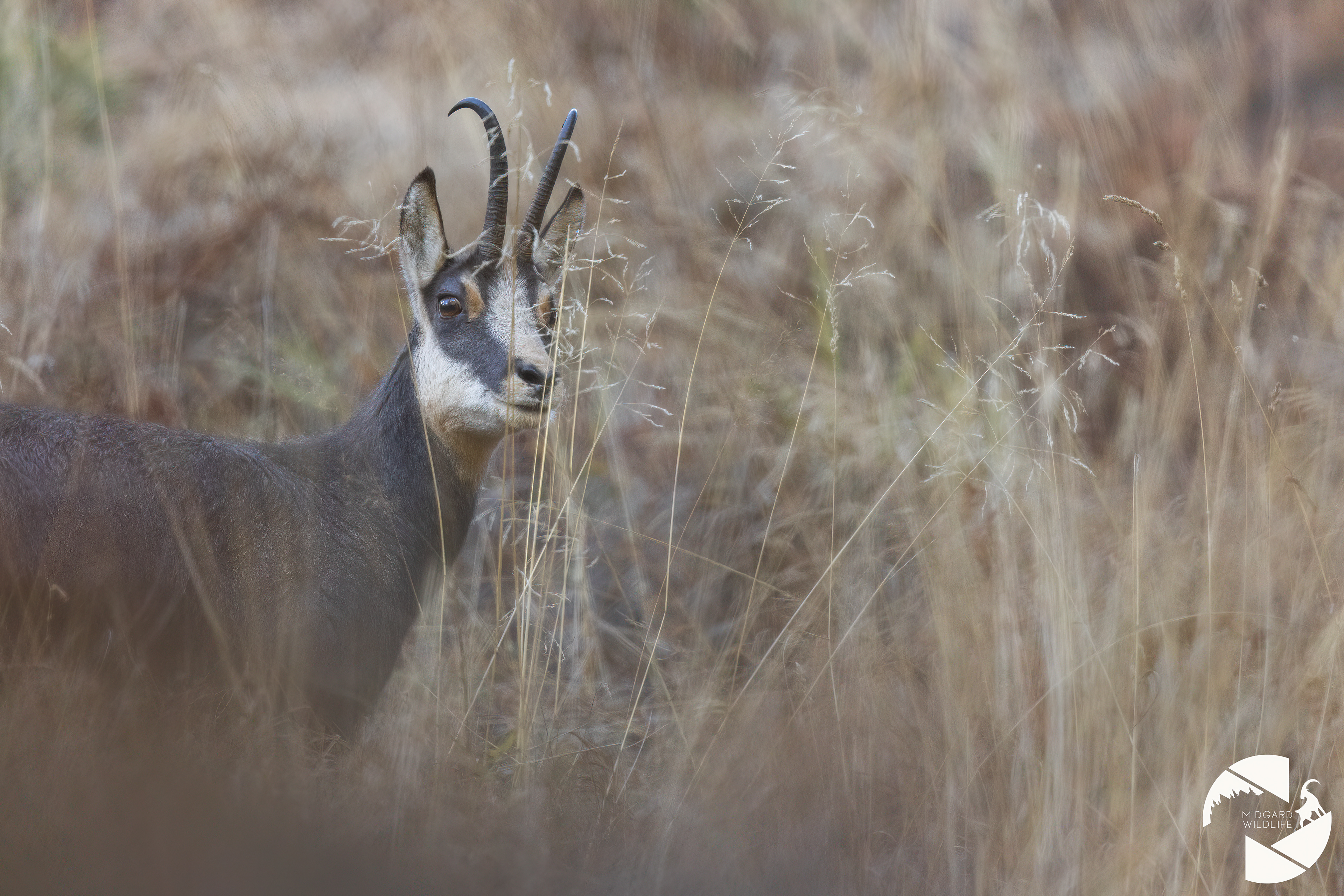 Chamois