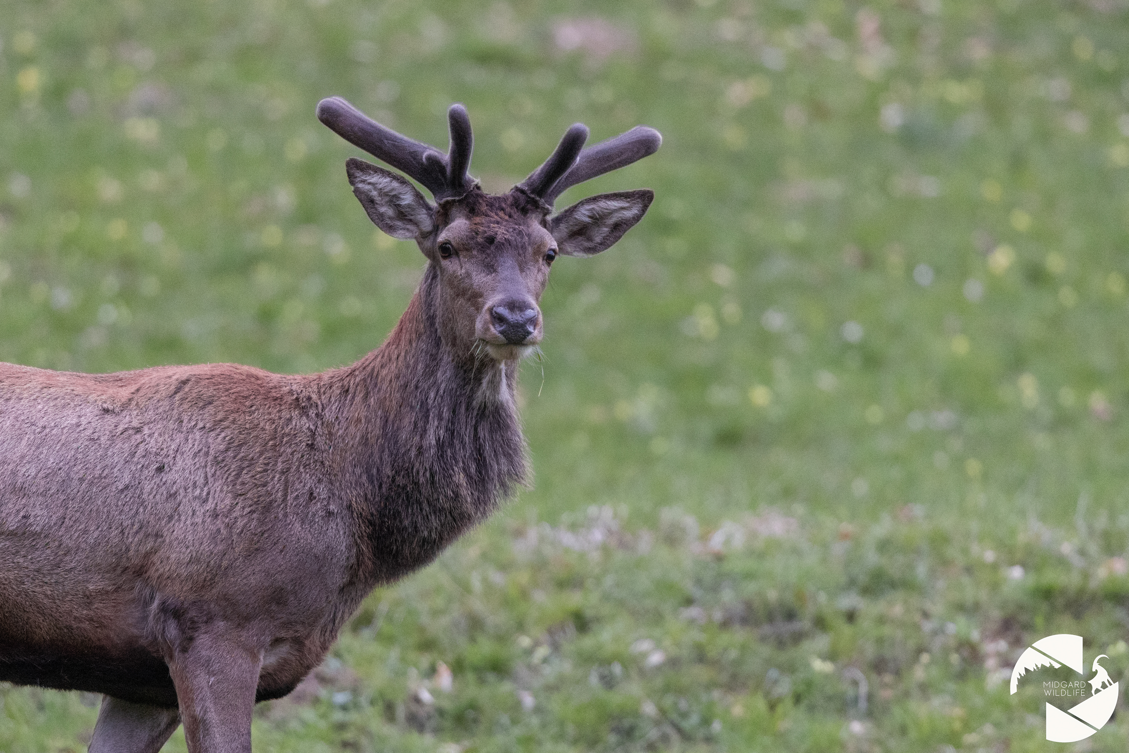 Cerf élaphe