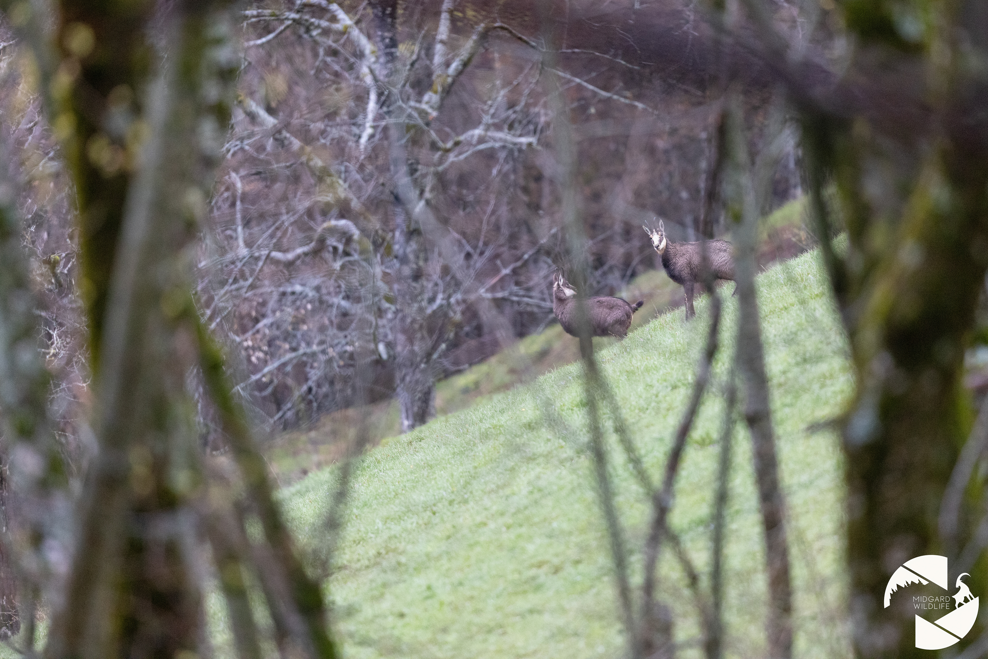 Chamois
