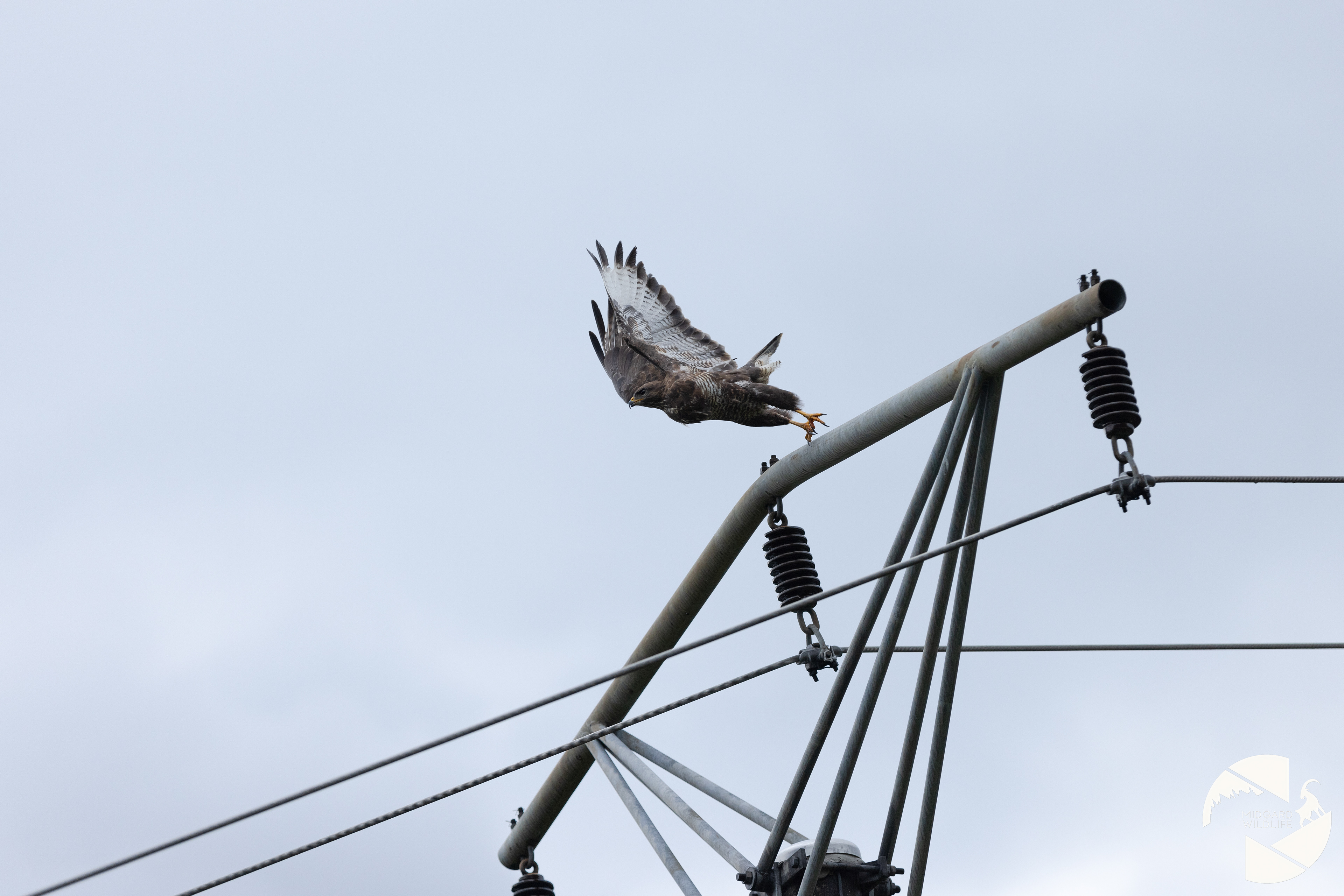 Buse variable
