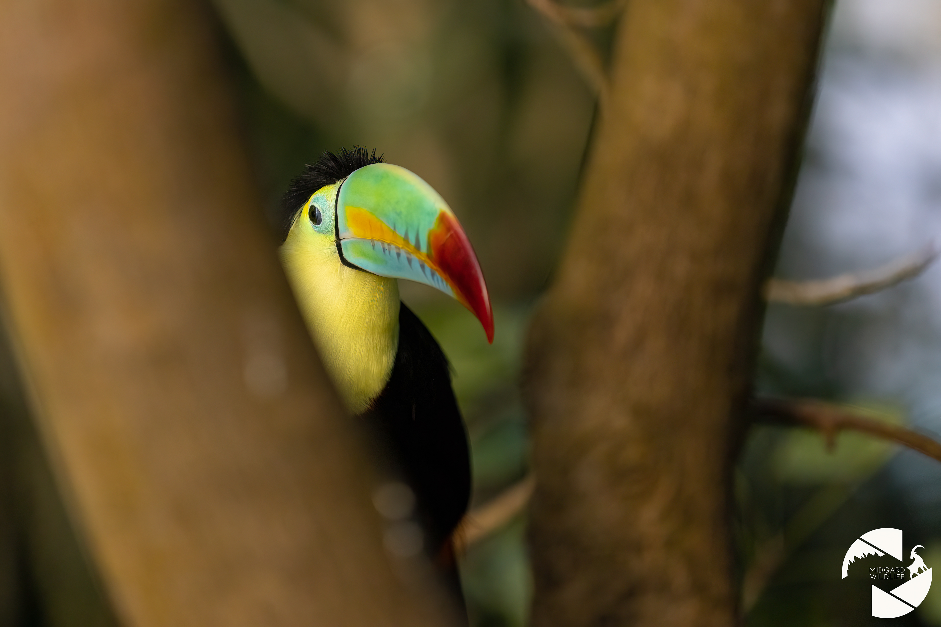 Toucan à carène