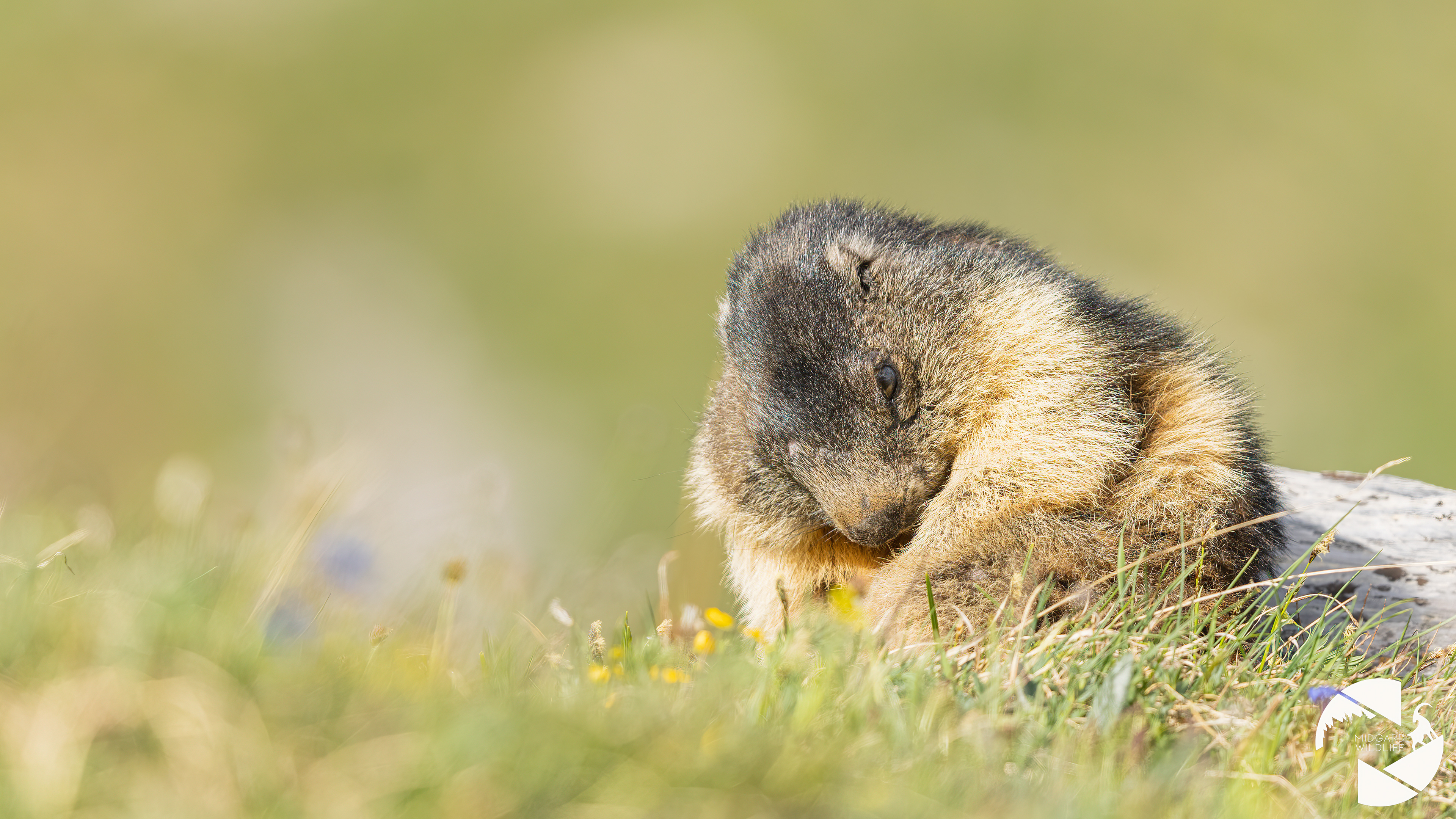 Marmotte