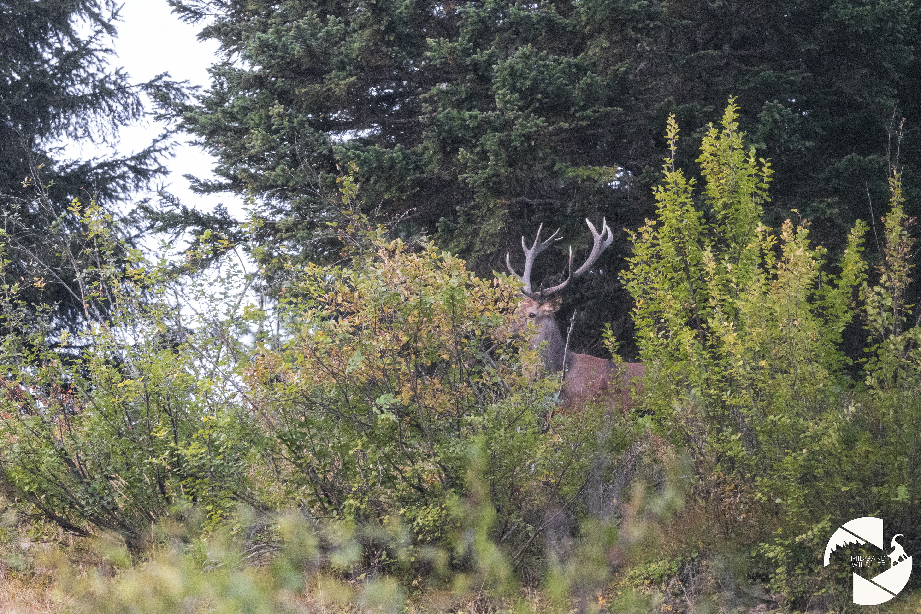 Cerf