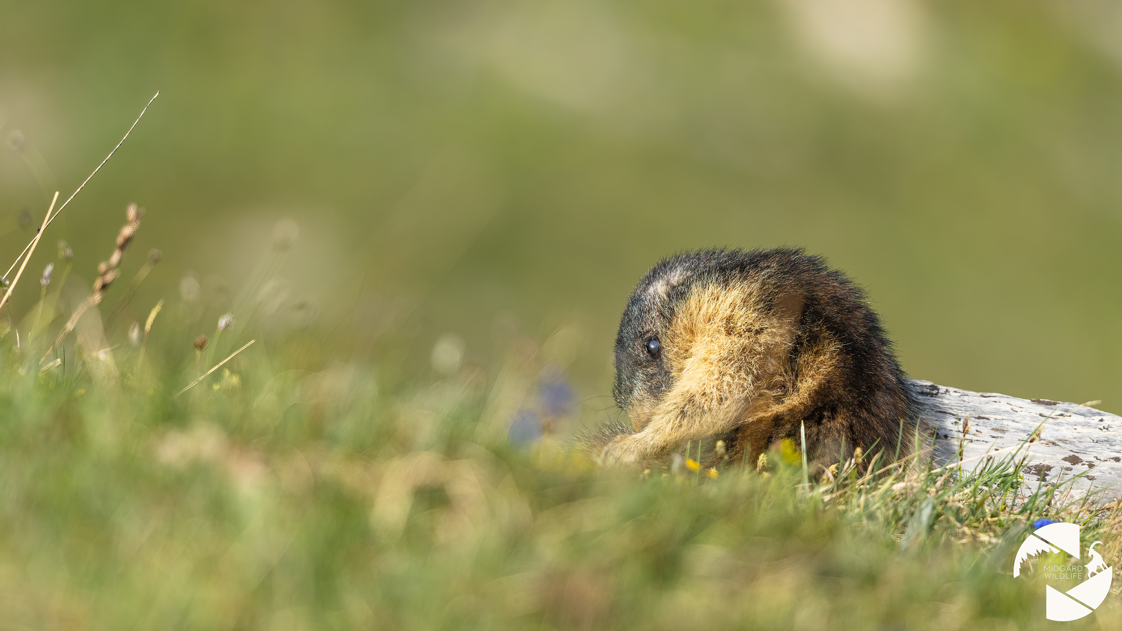 Marmotte
