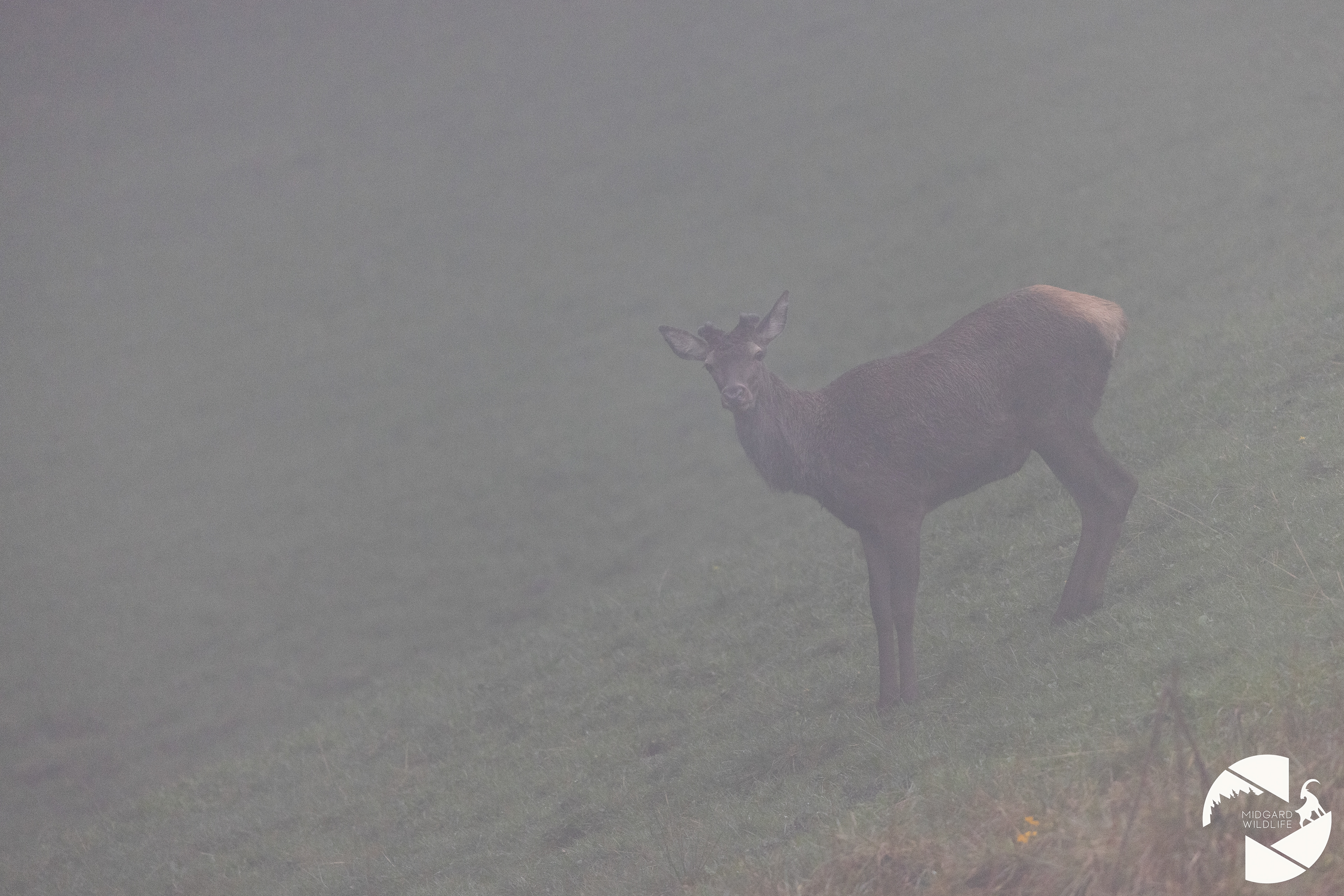 Cerf