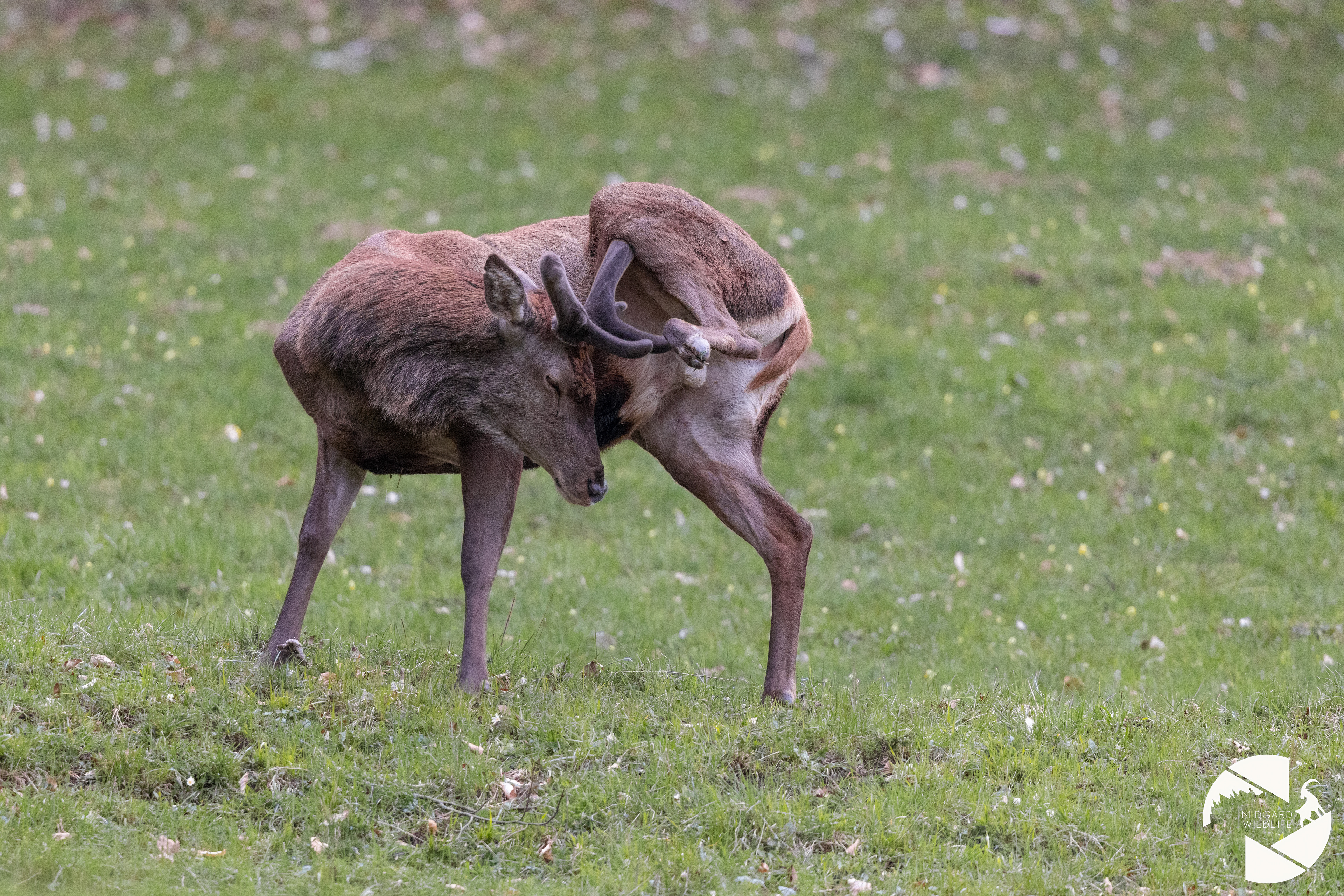 Cerf élaphe