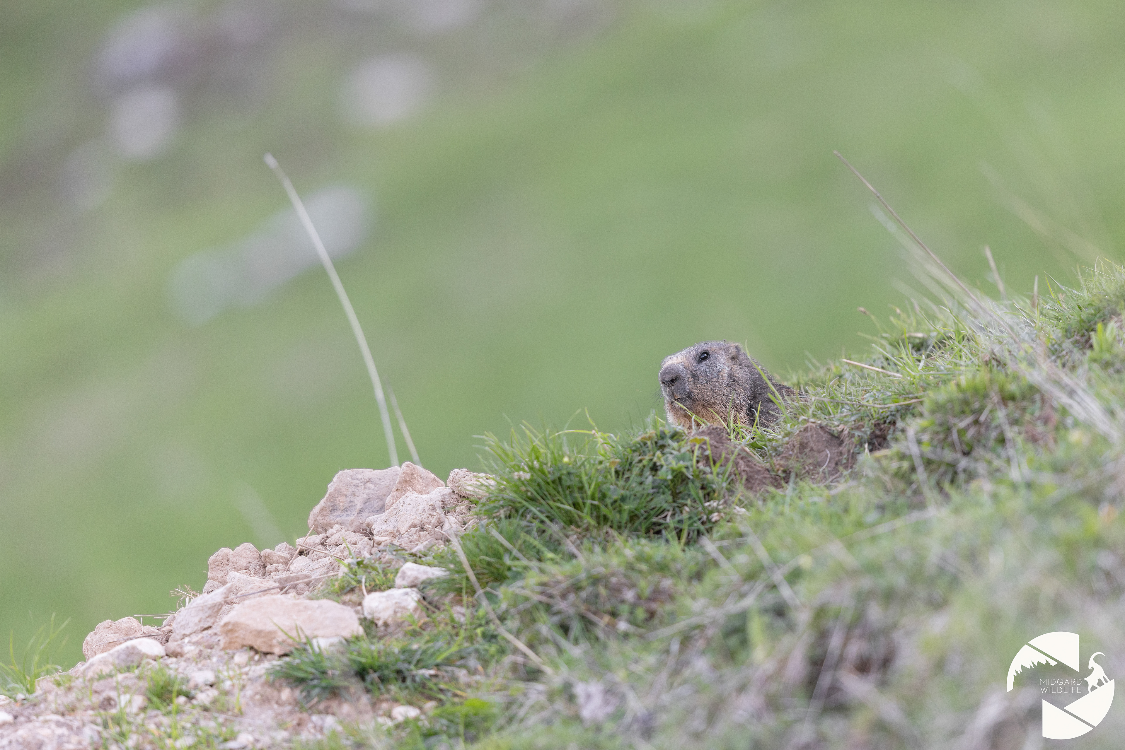 Marmotte