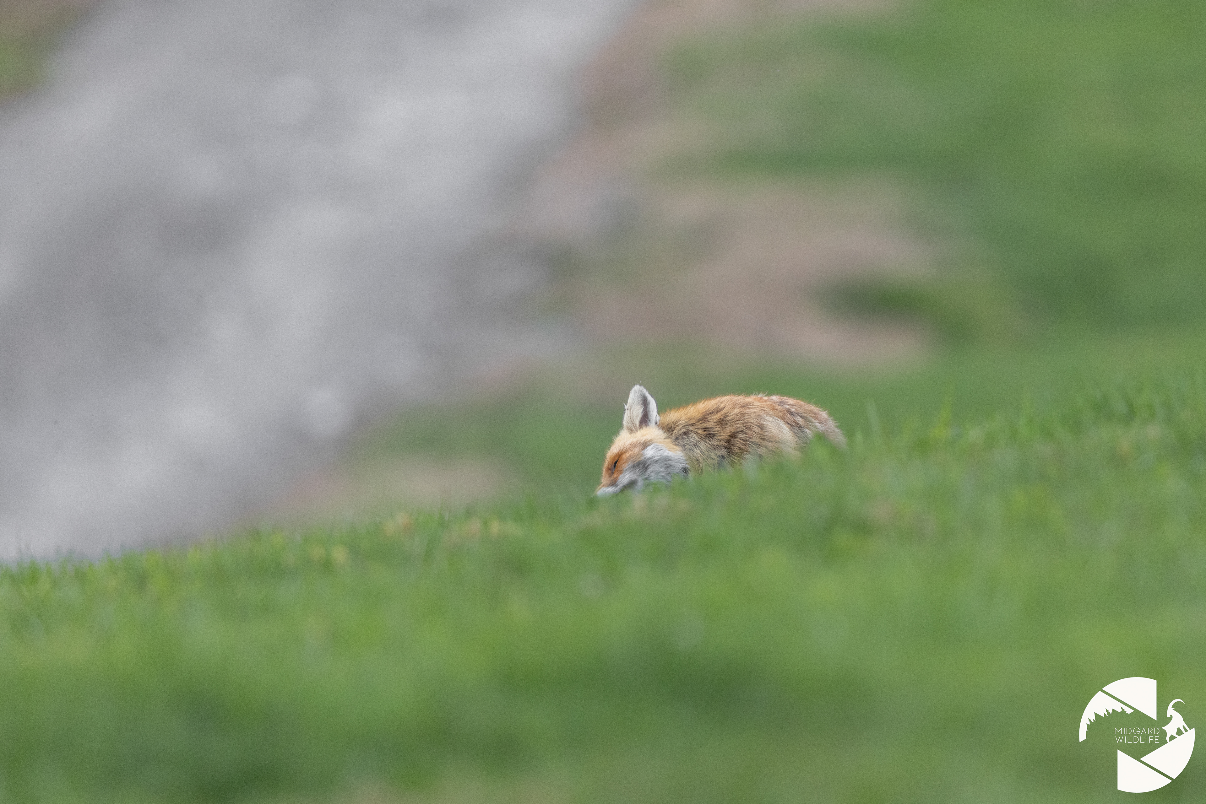 Renard