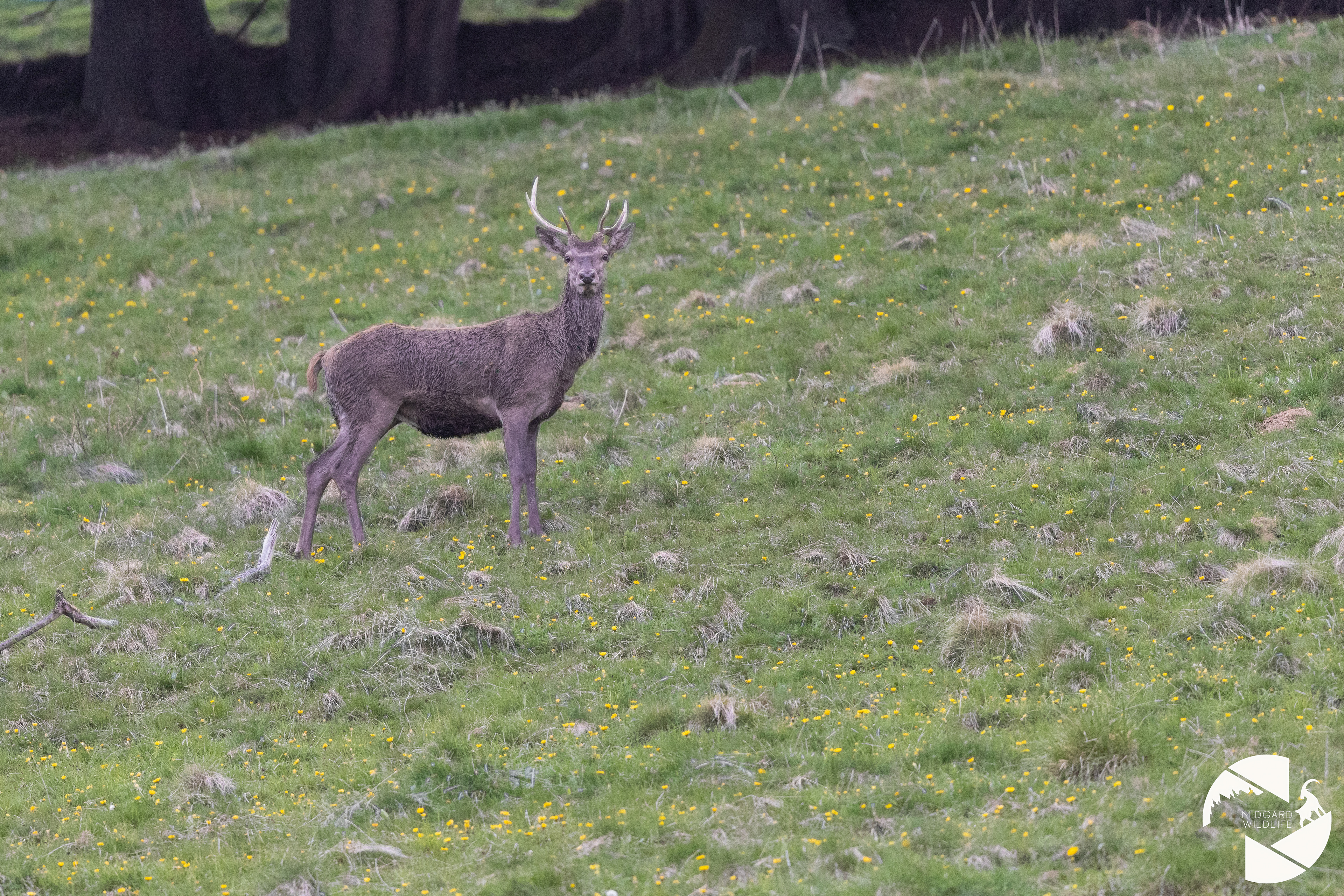 Cerf