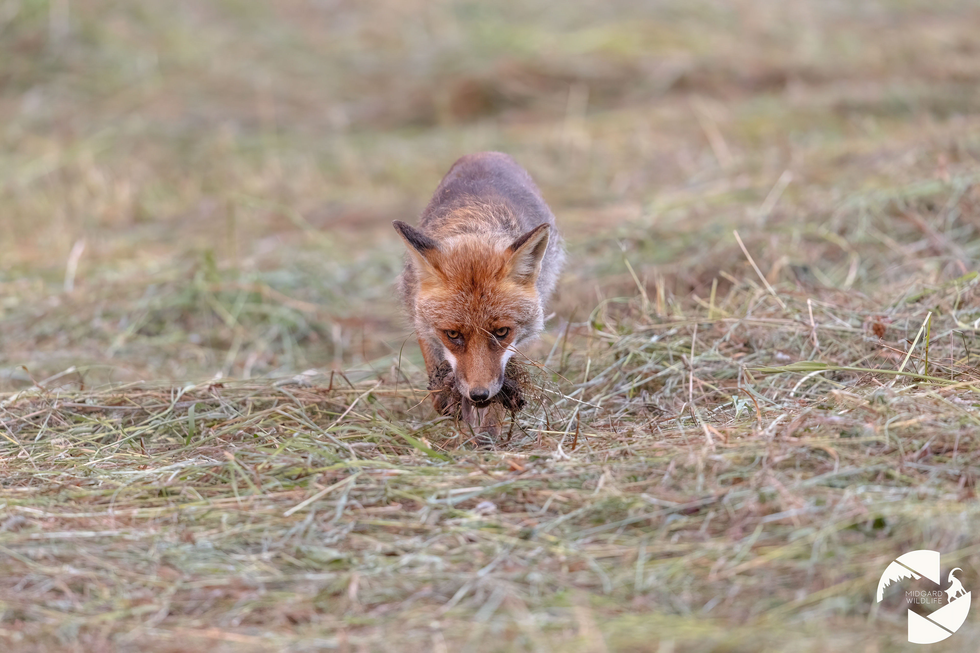 Renard