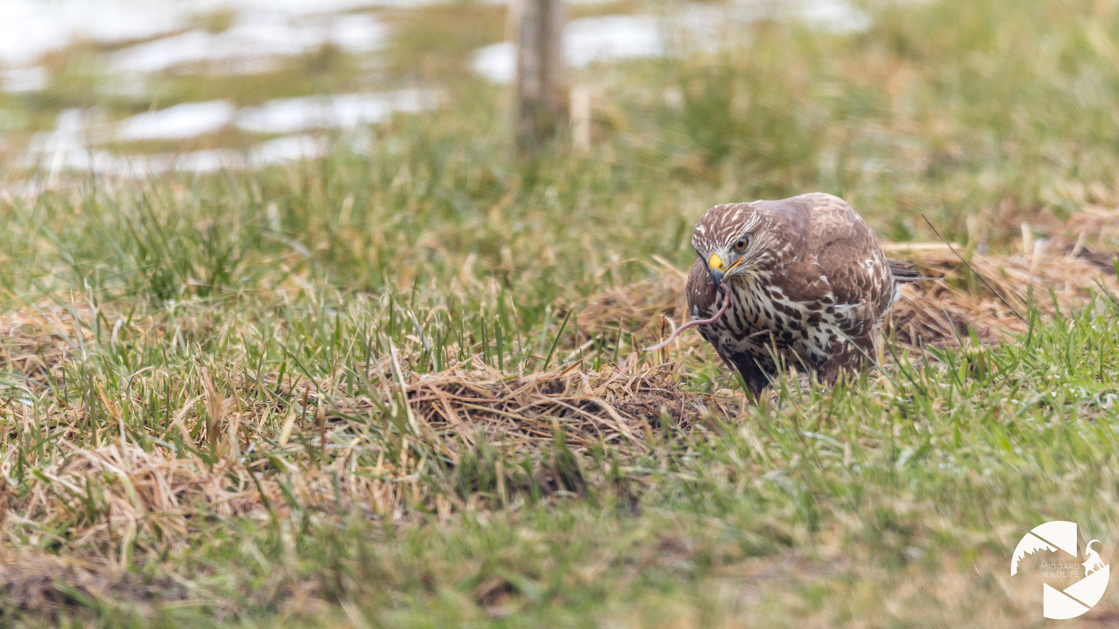 Buse variable