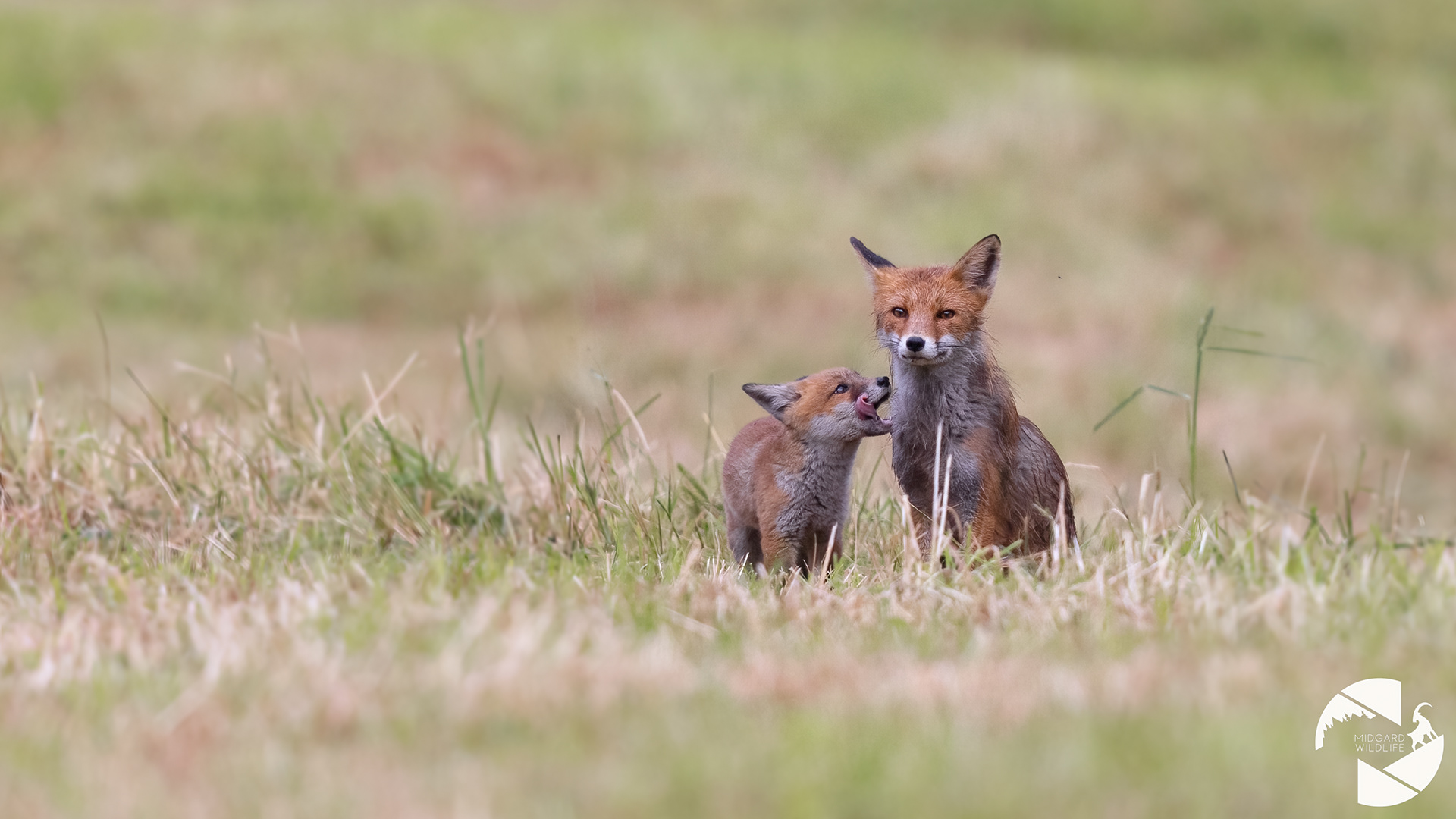Renard roux & renardeau