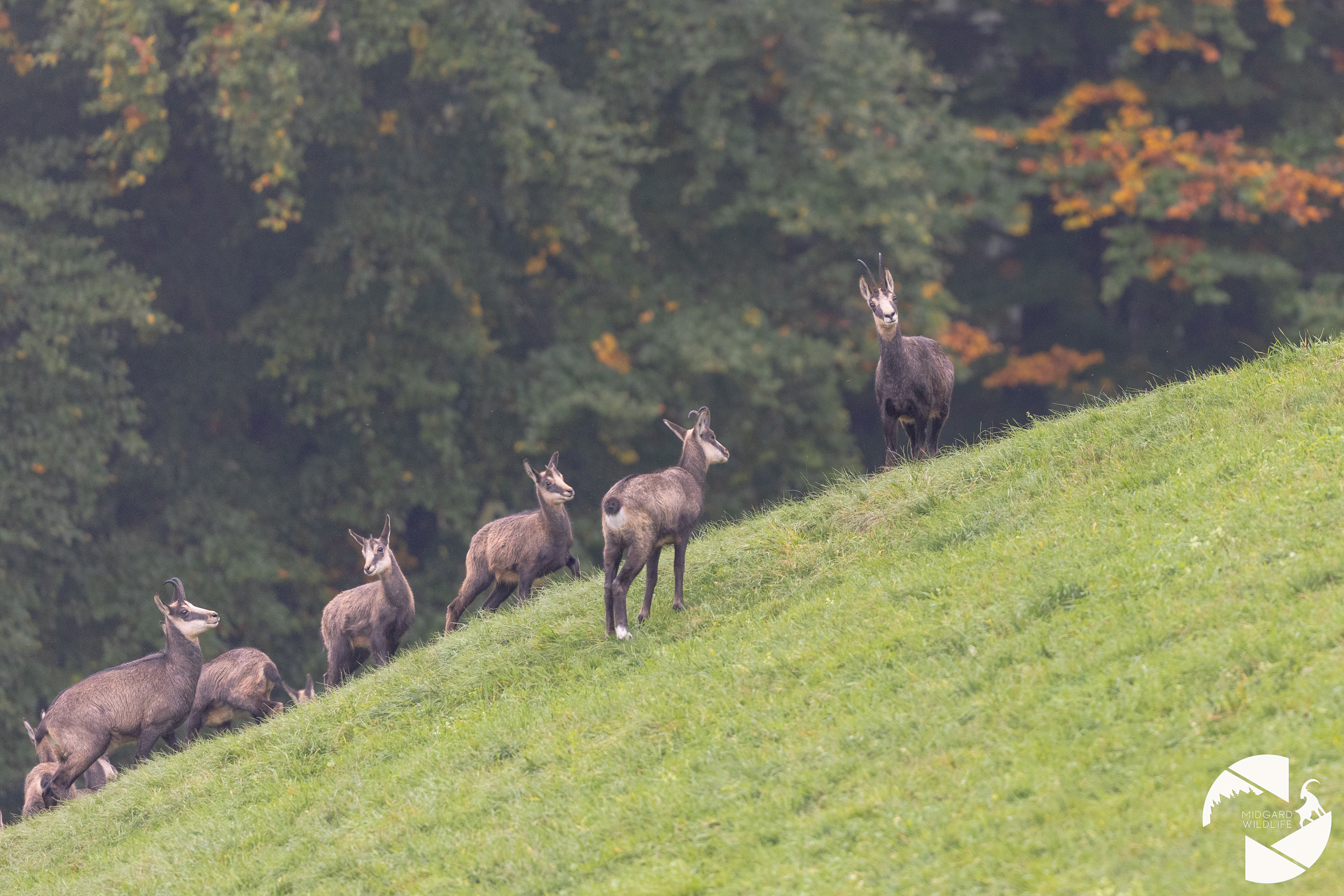 Chamois