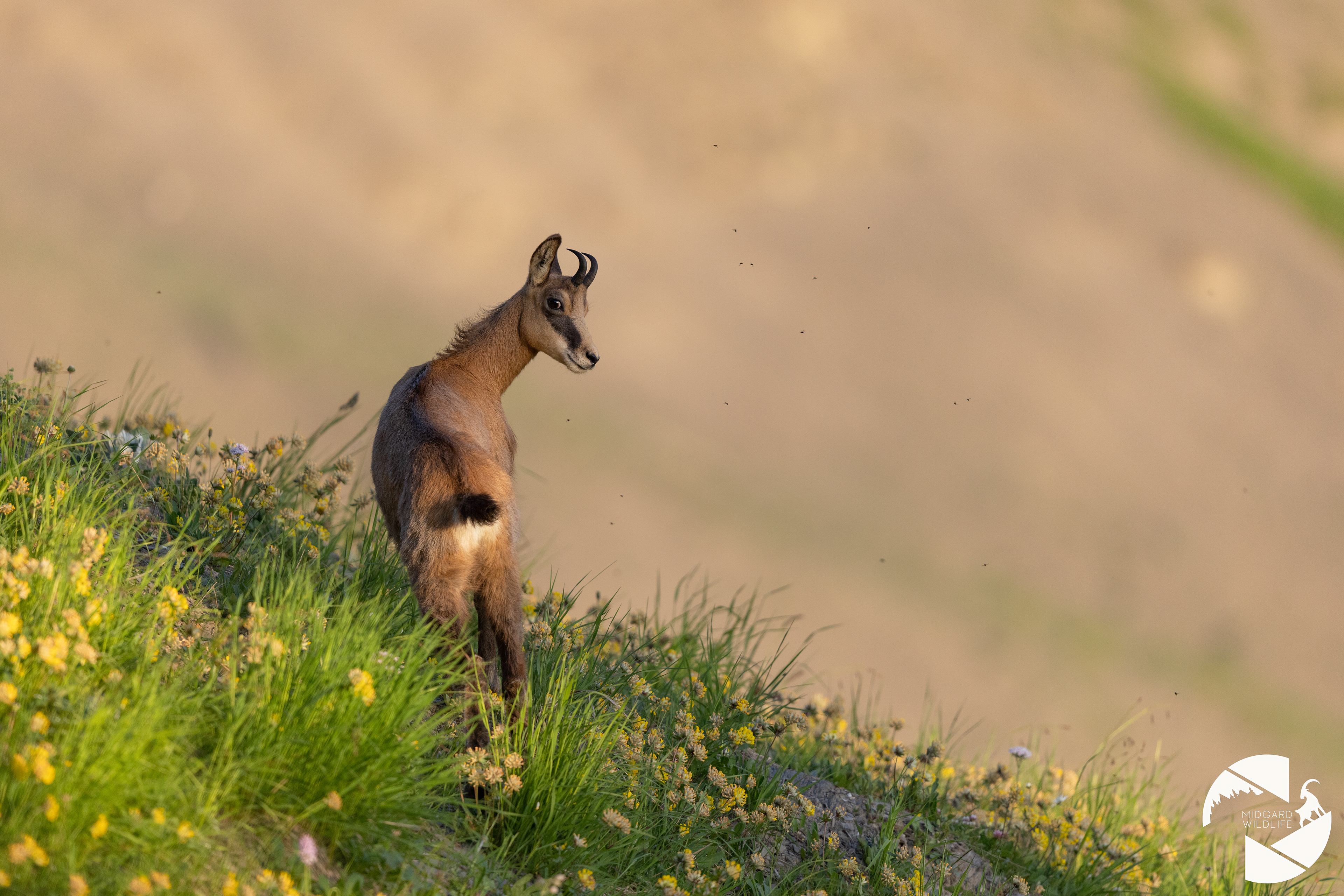 Chamois