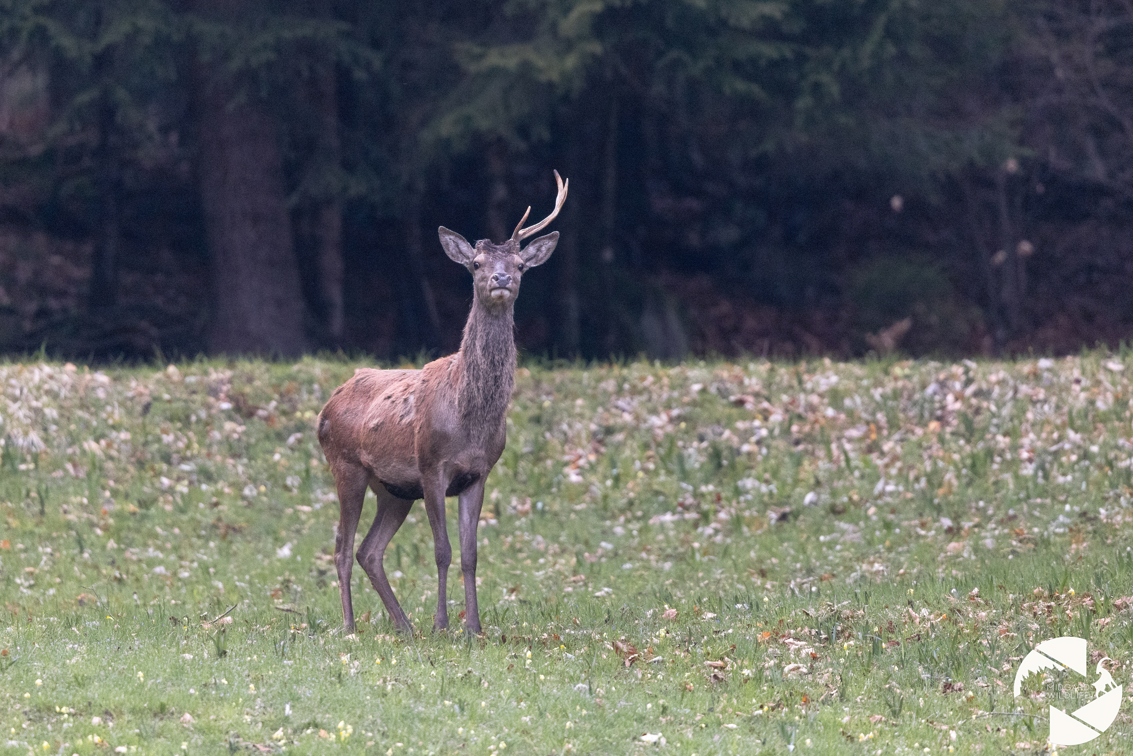 Cerf