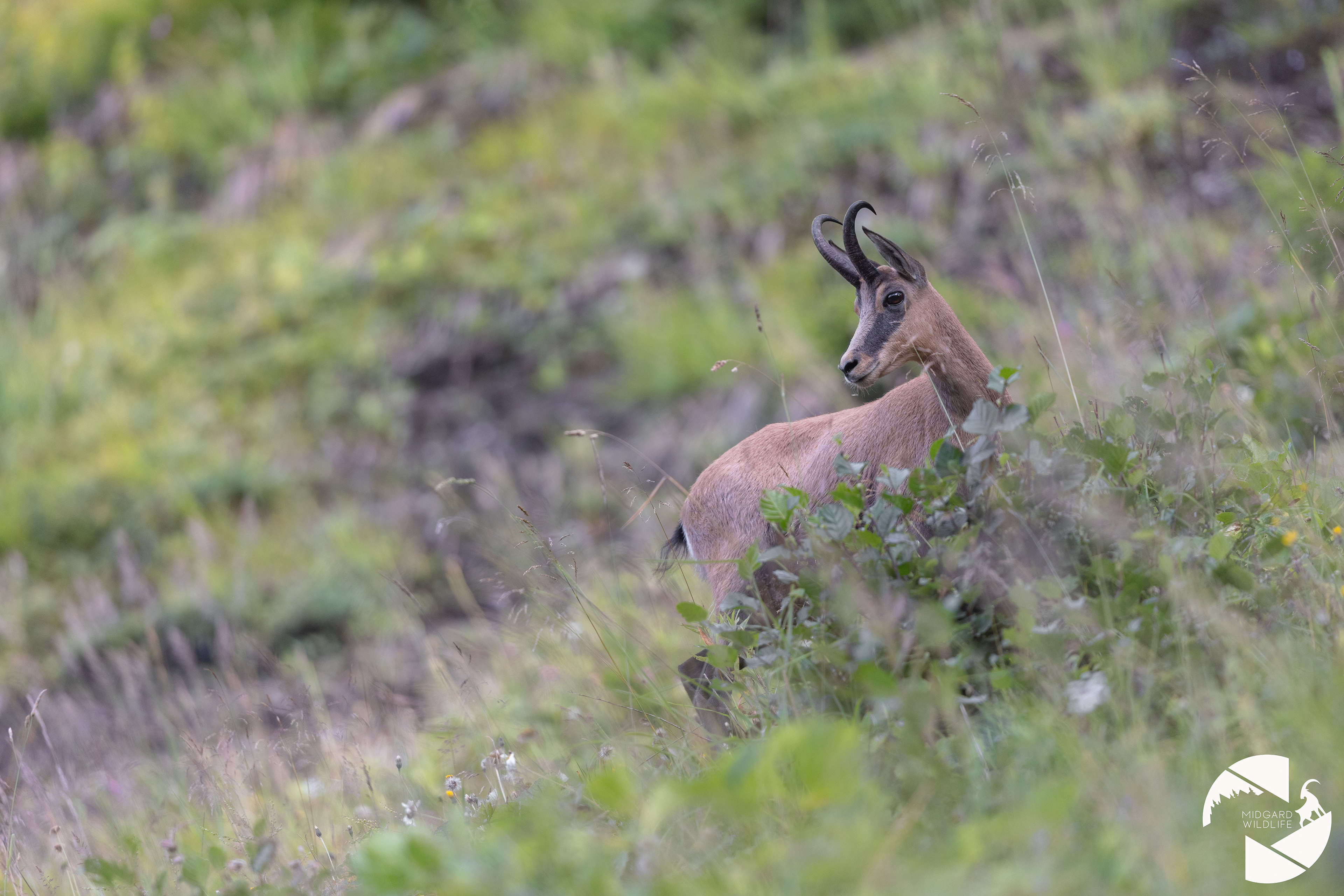 Chamois