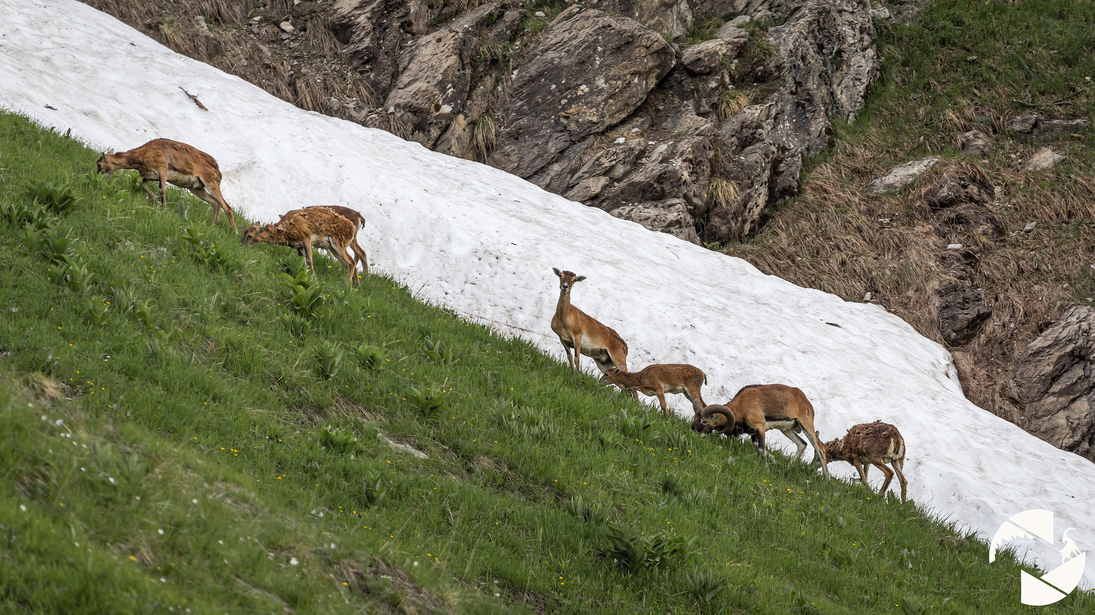 Mouflons