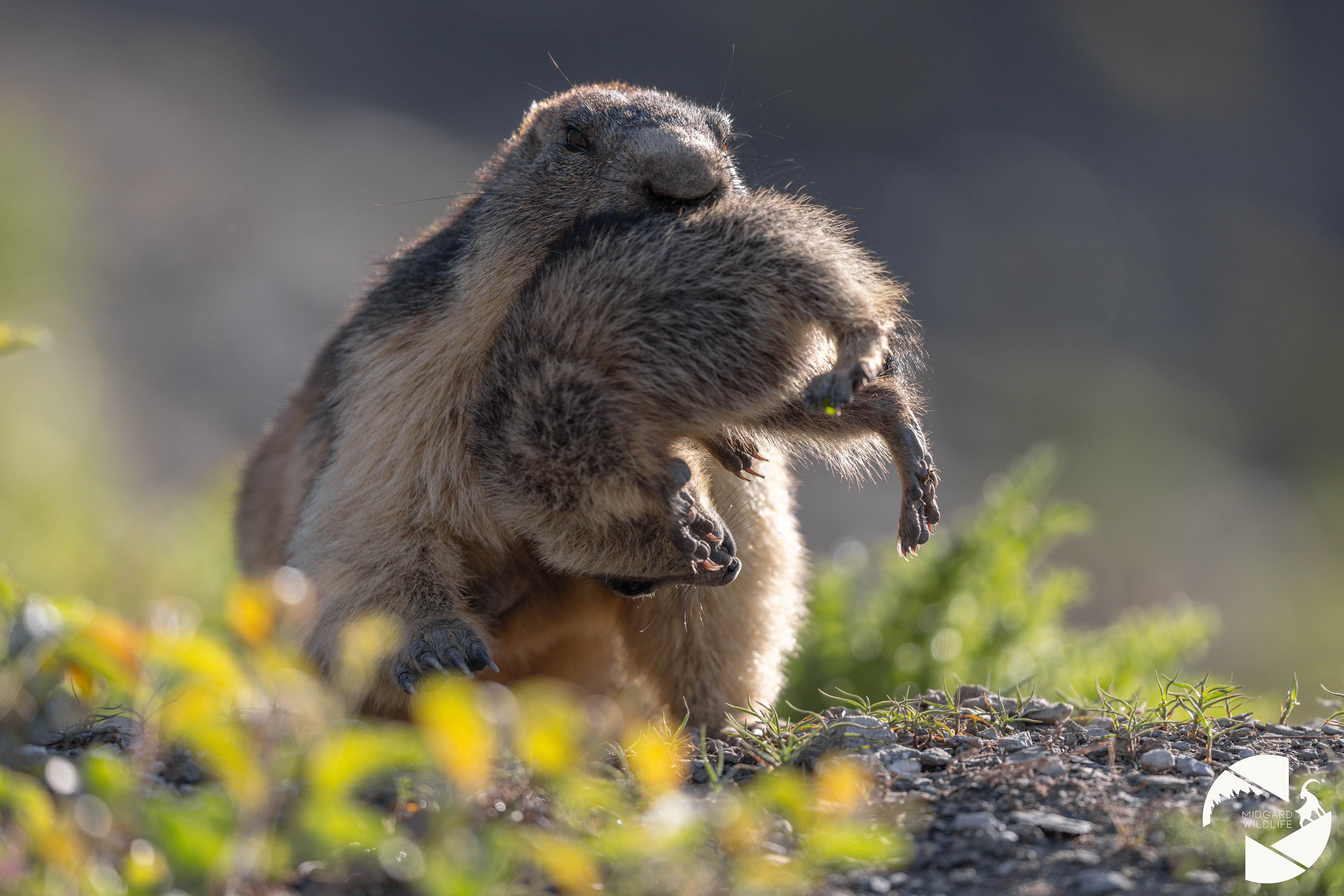 Marmotte & marmotton