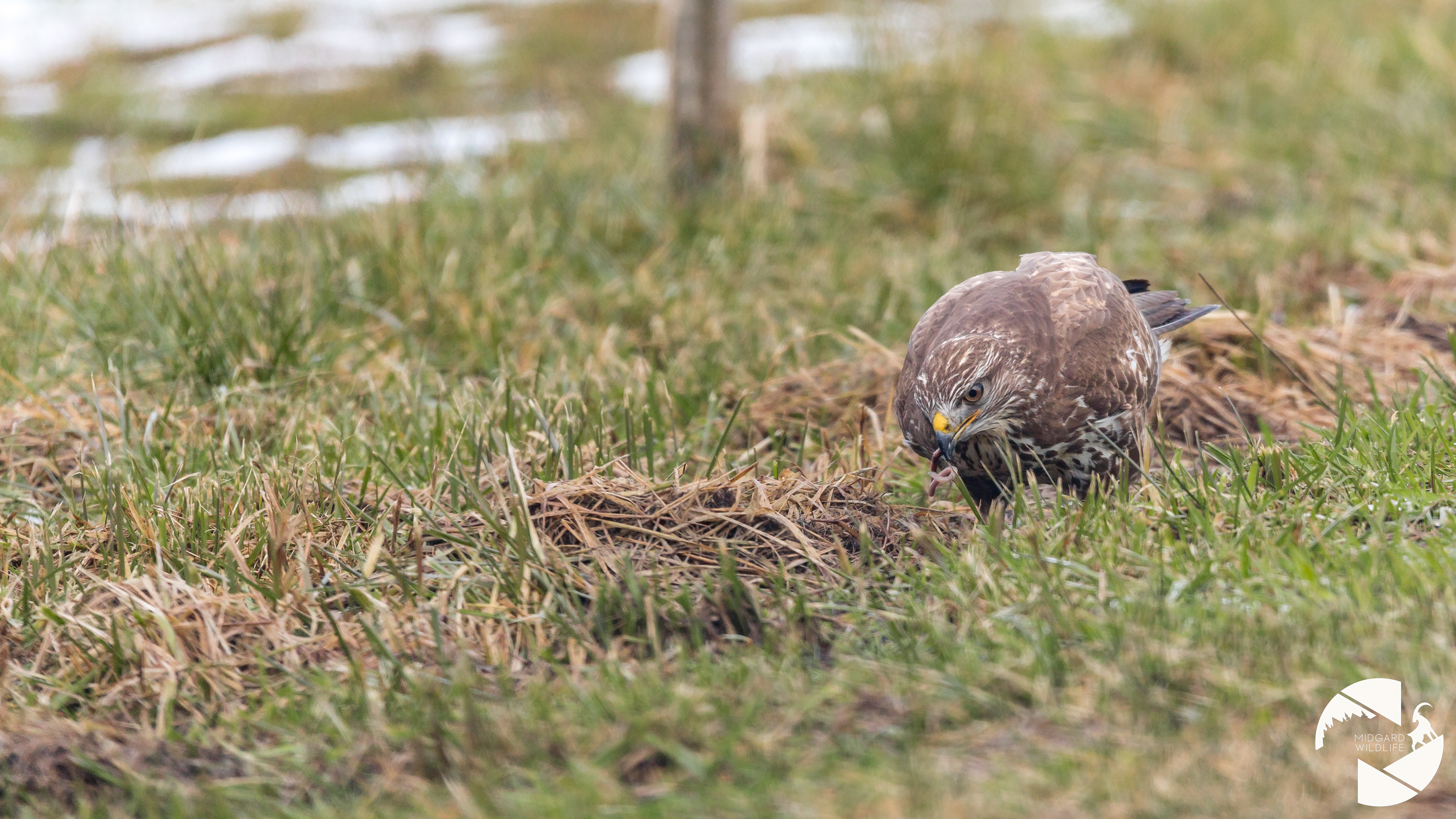 Buse variable