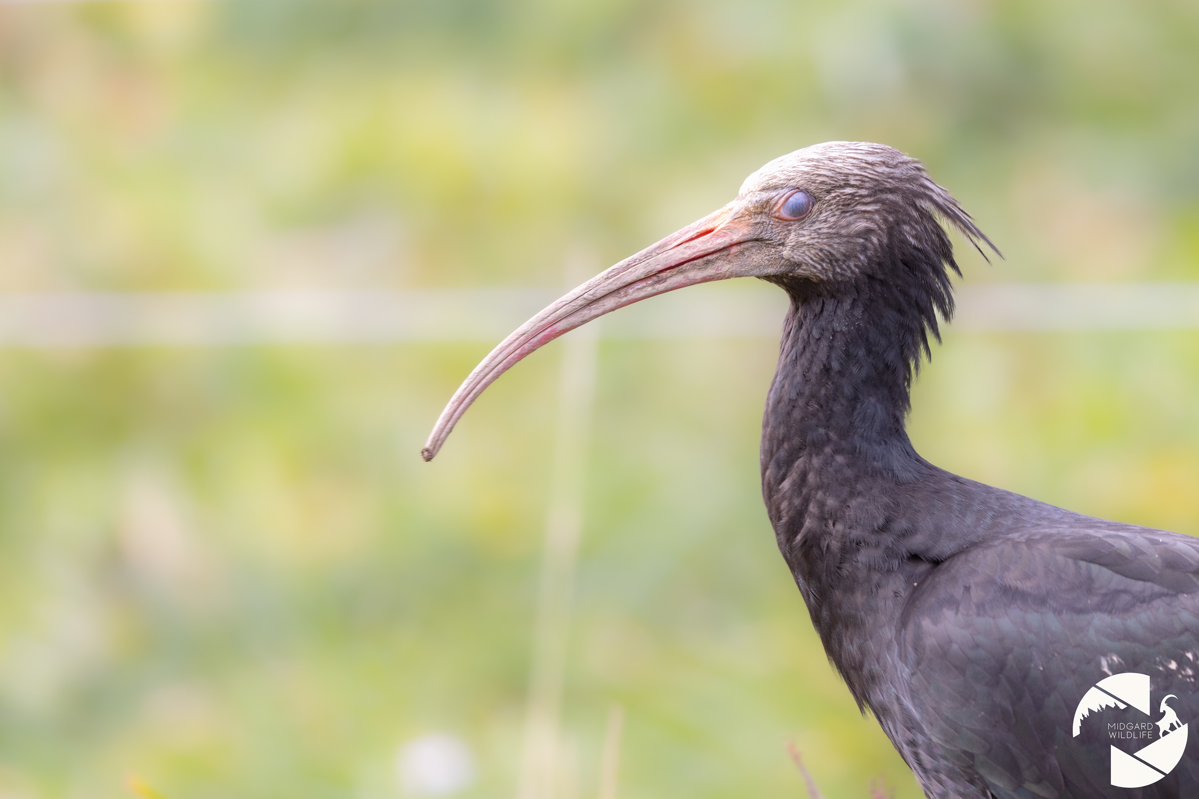 Ibis chauve