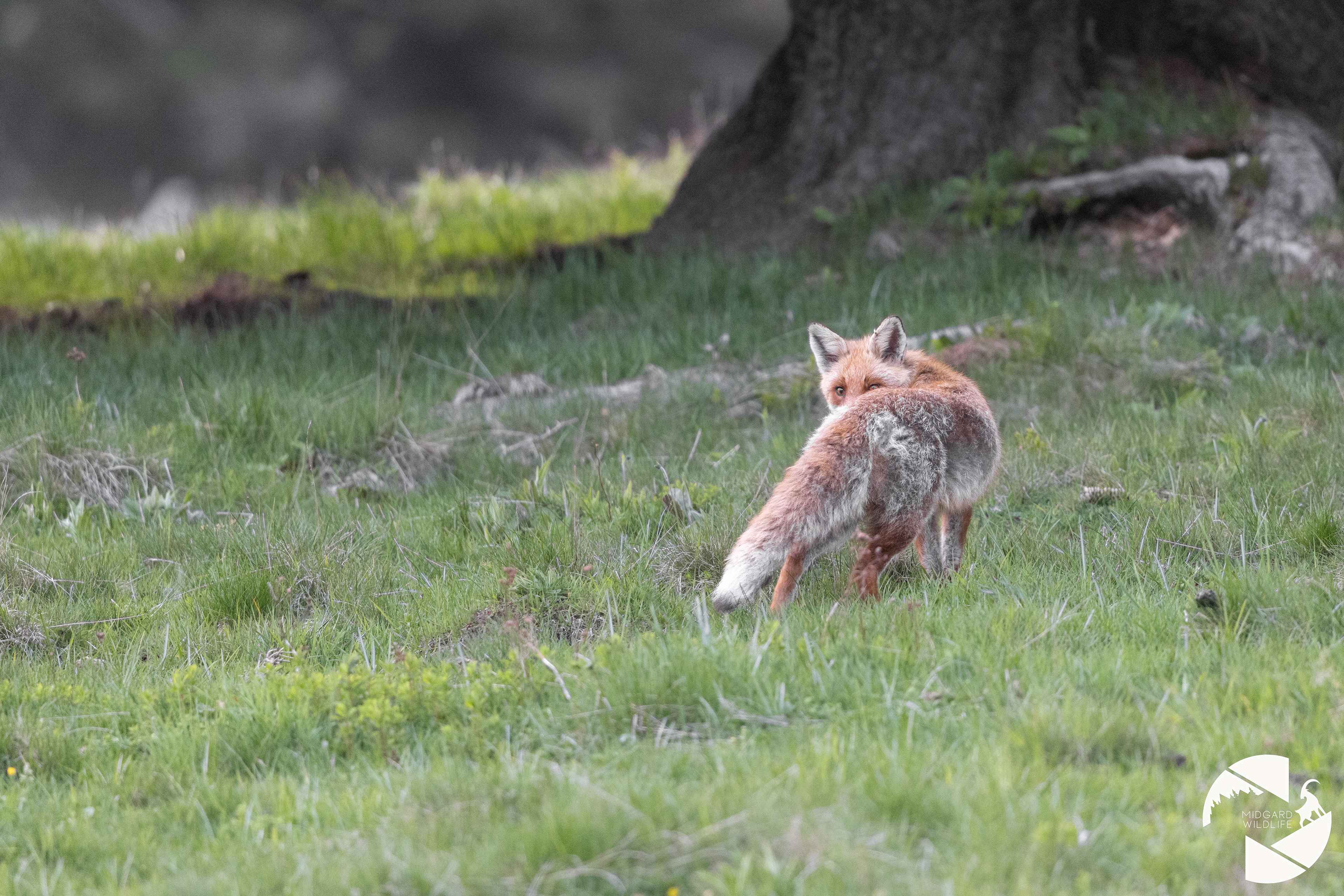 Renard