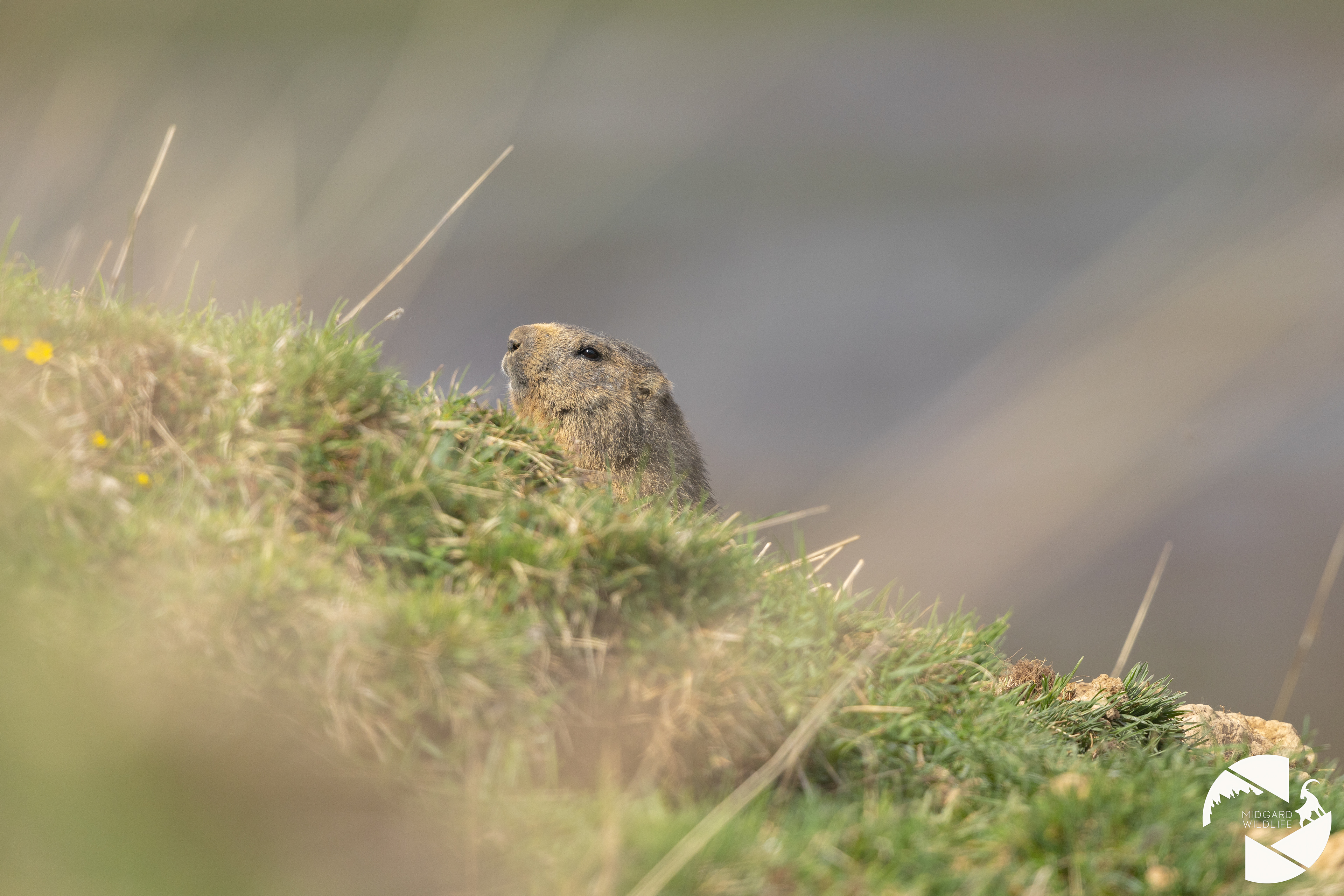 Marmotte