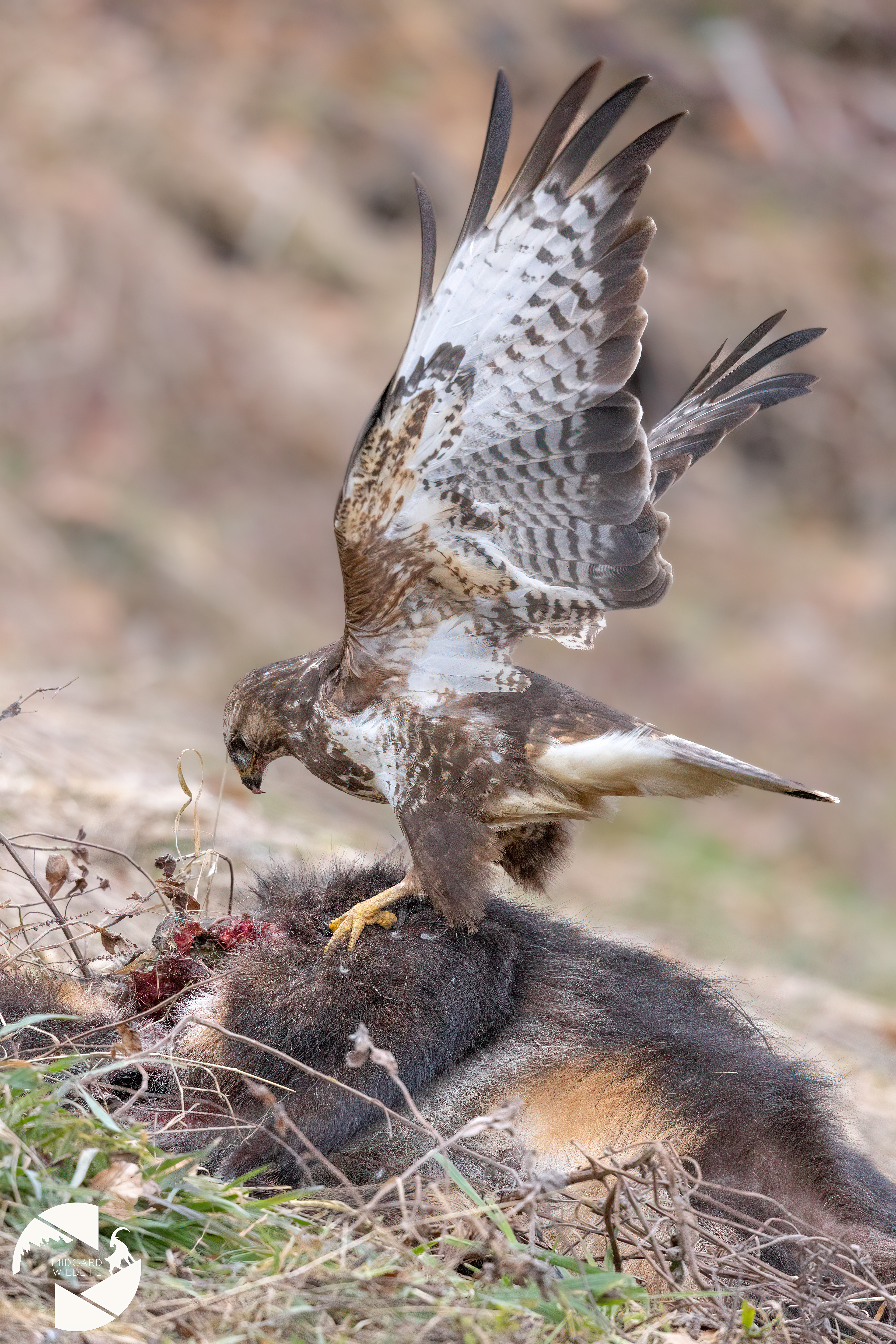 Buse variable & carcasse de chamois