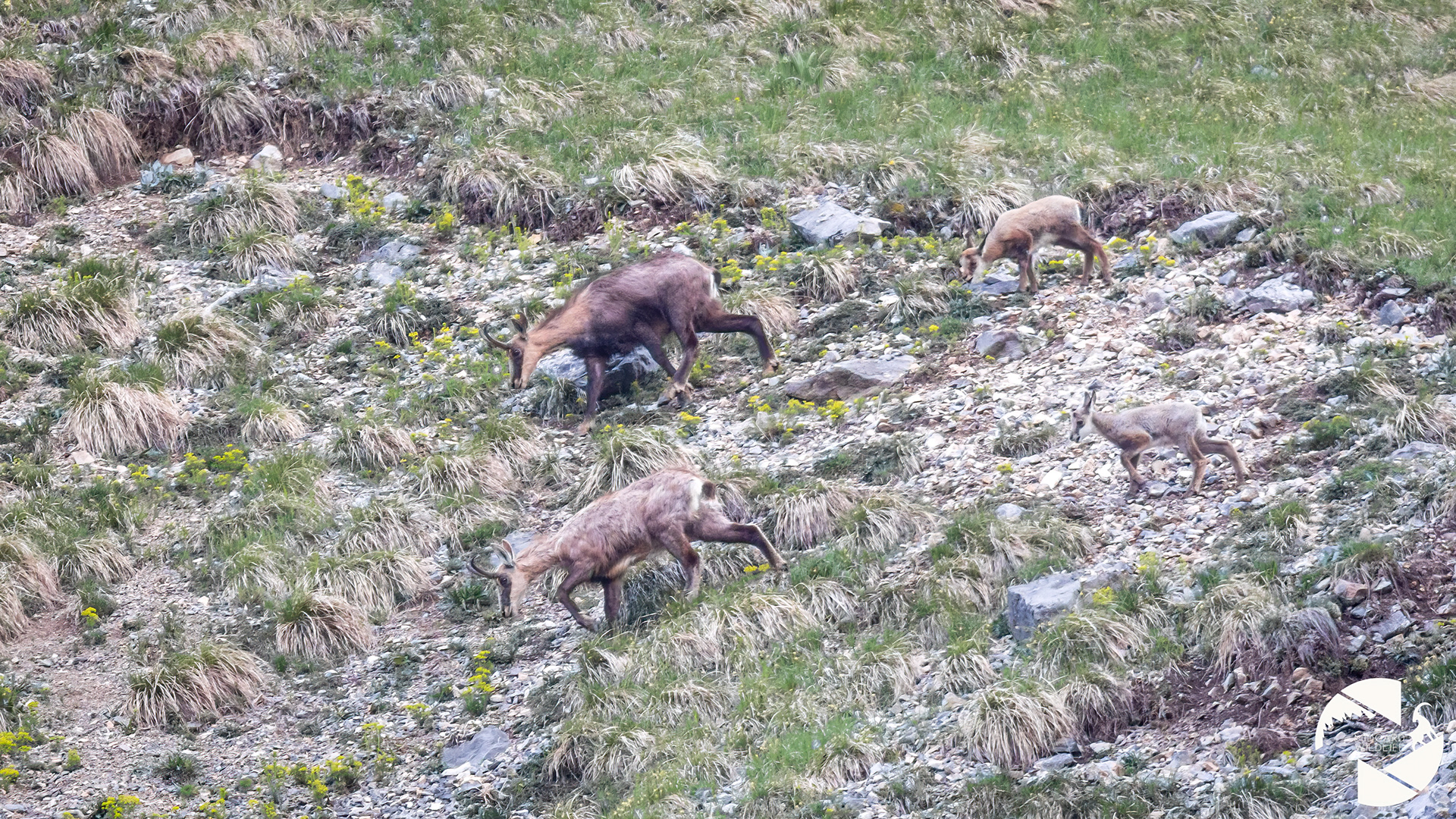 Chamois
