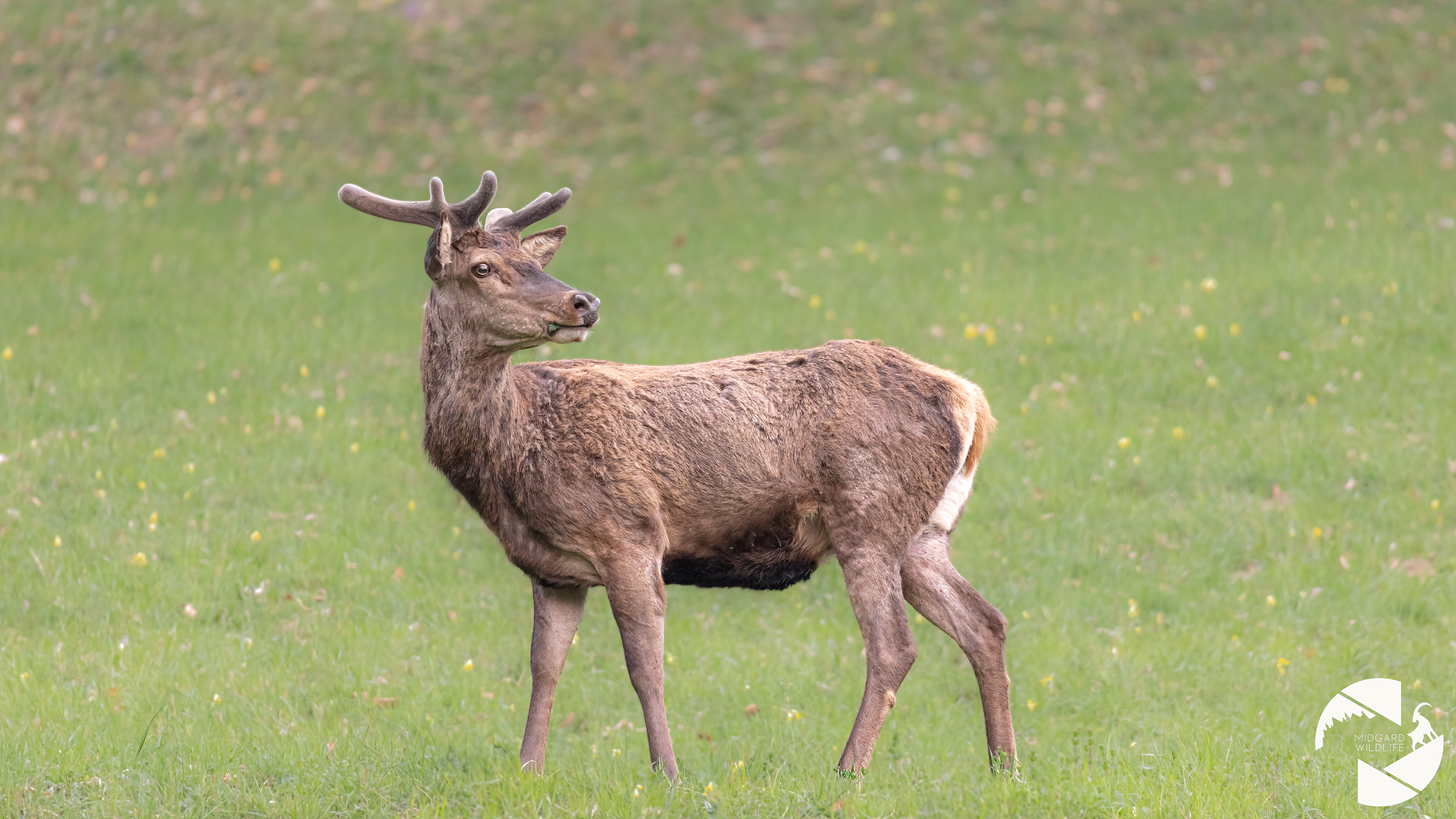 Cerf élaphe