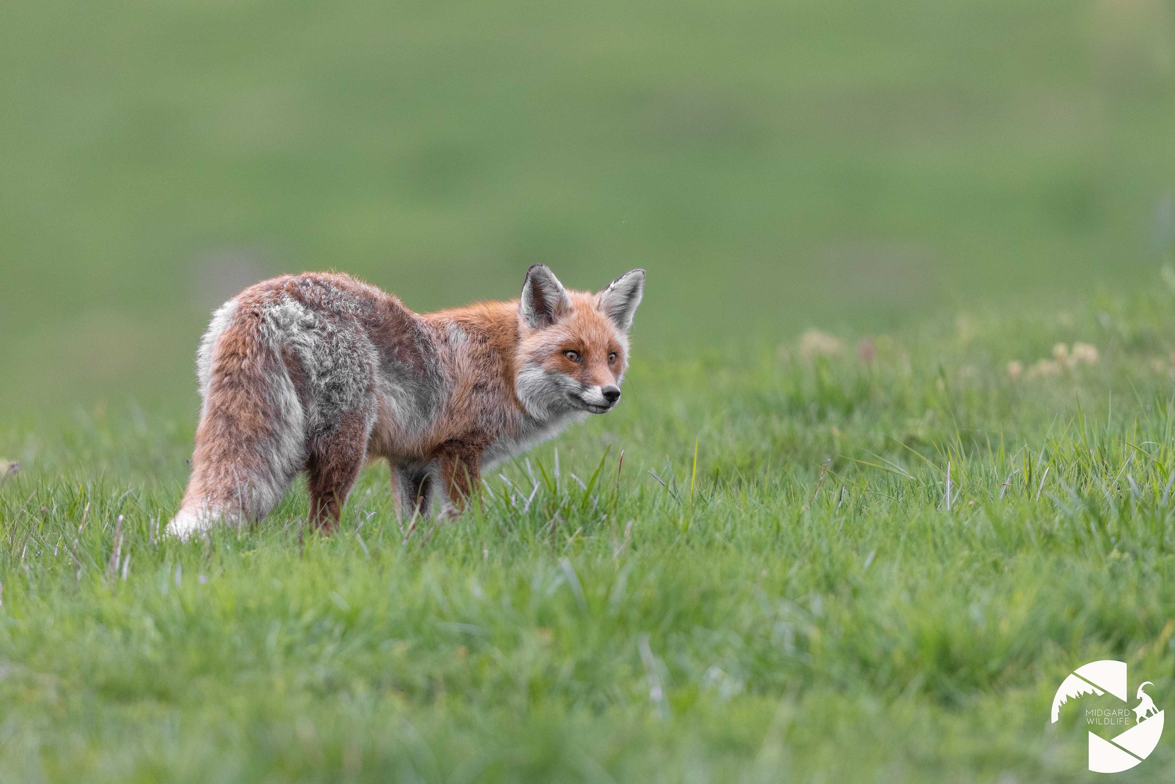 Renard
