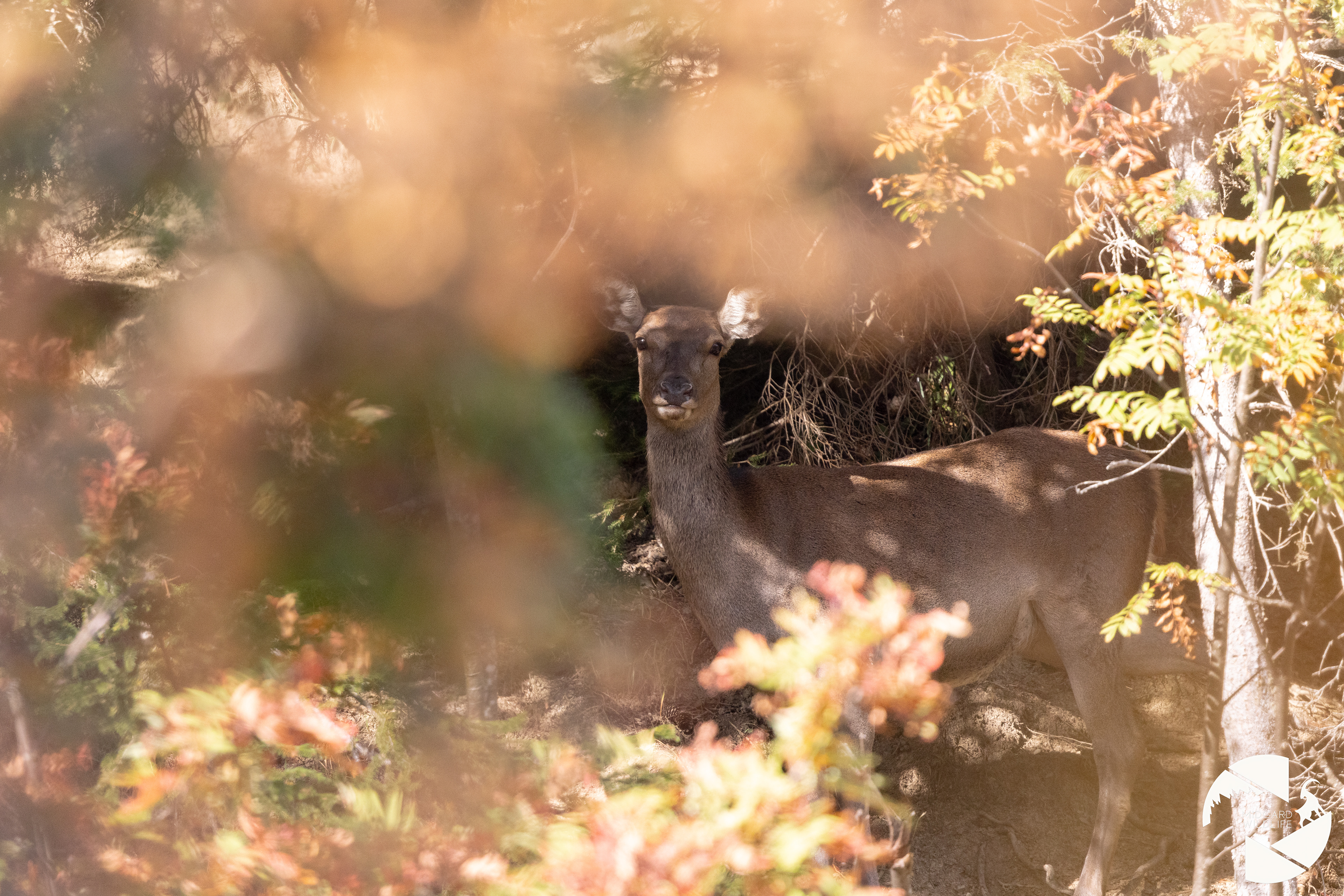 Biche