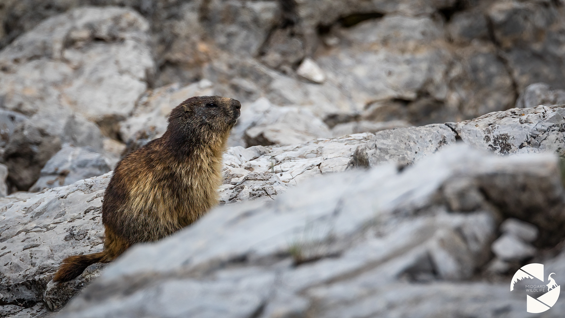 Marmotte