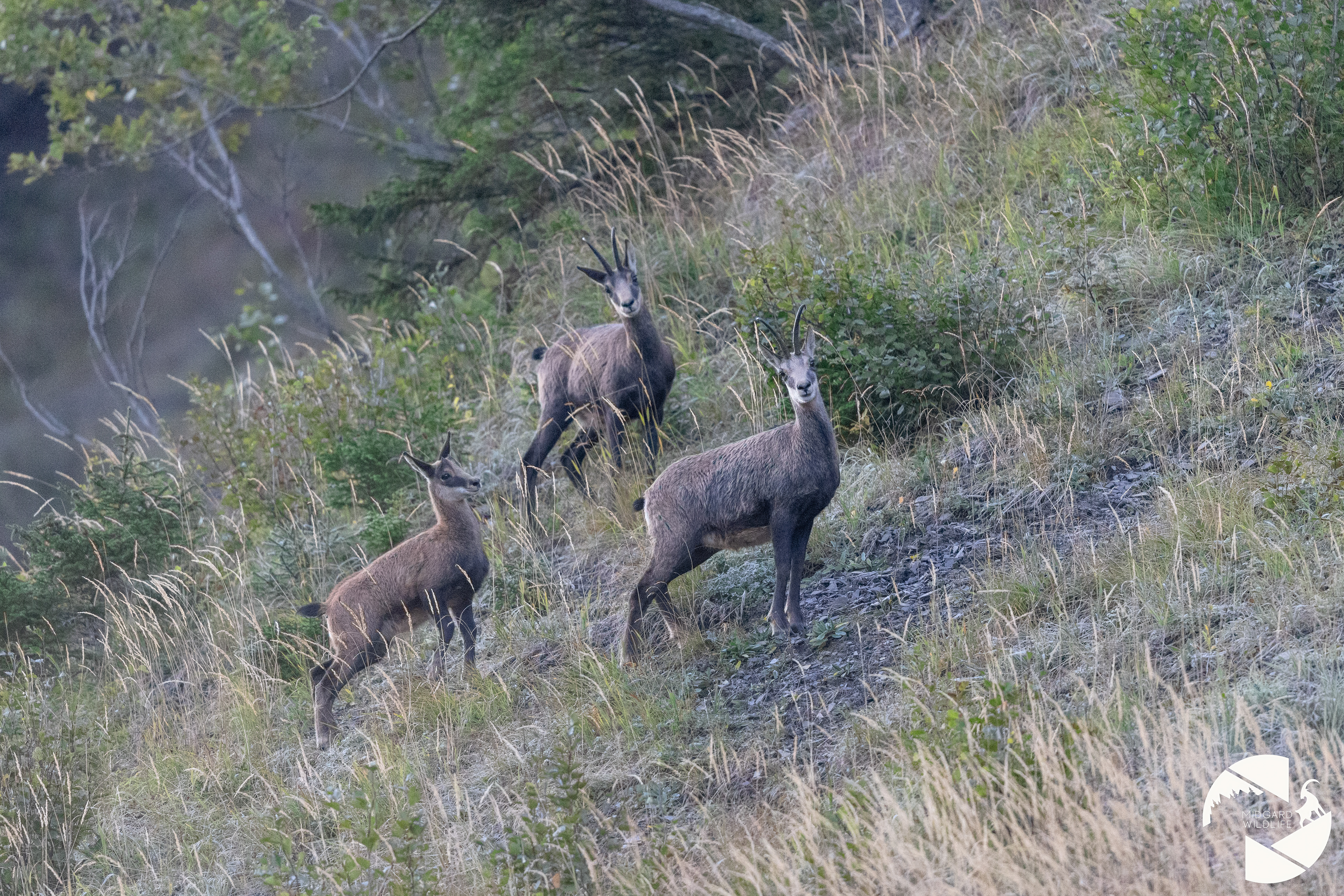 Chamois