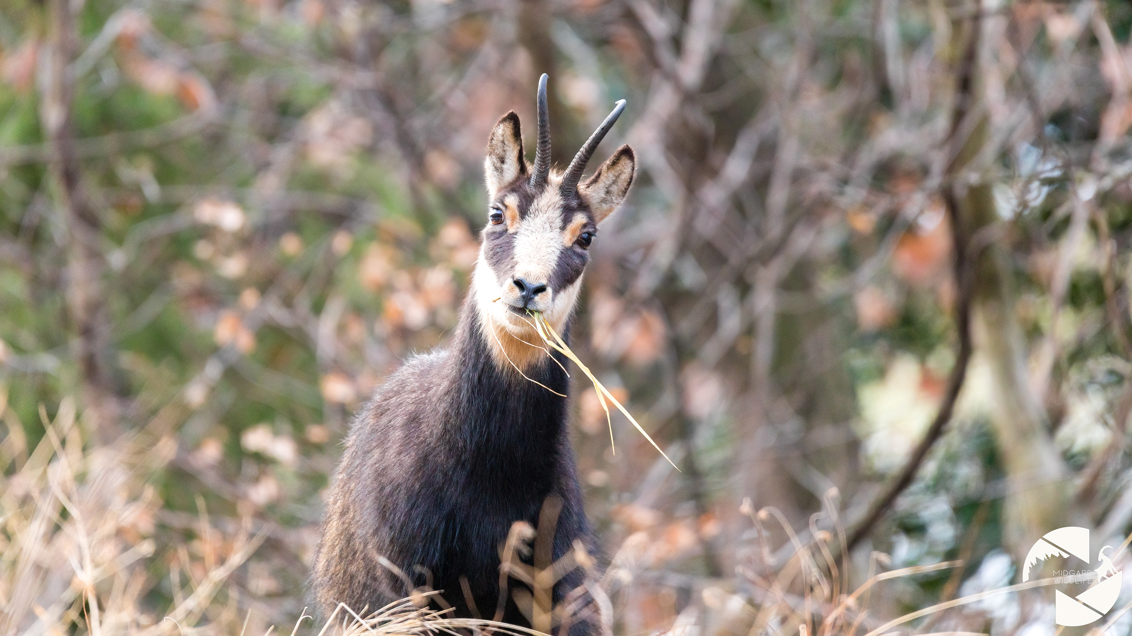 Chamois