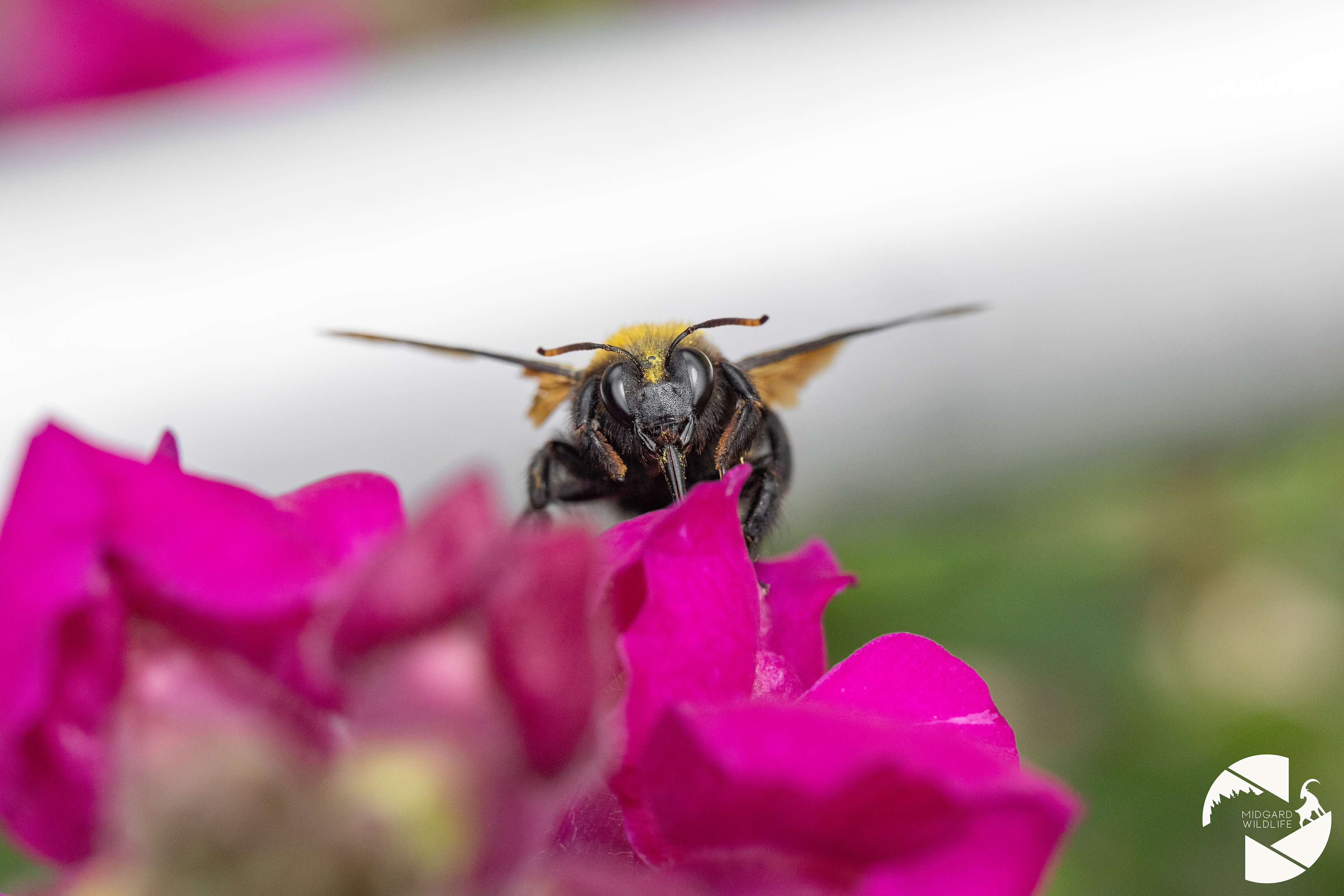 Abeille charpentière