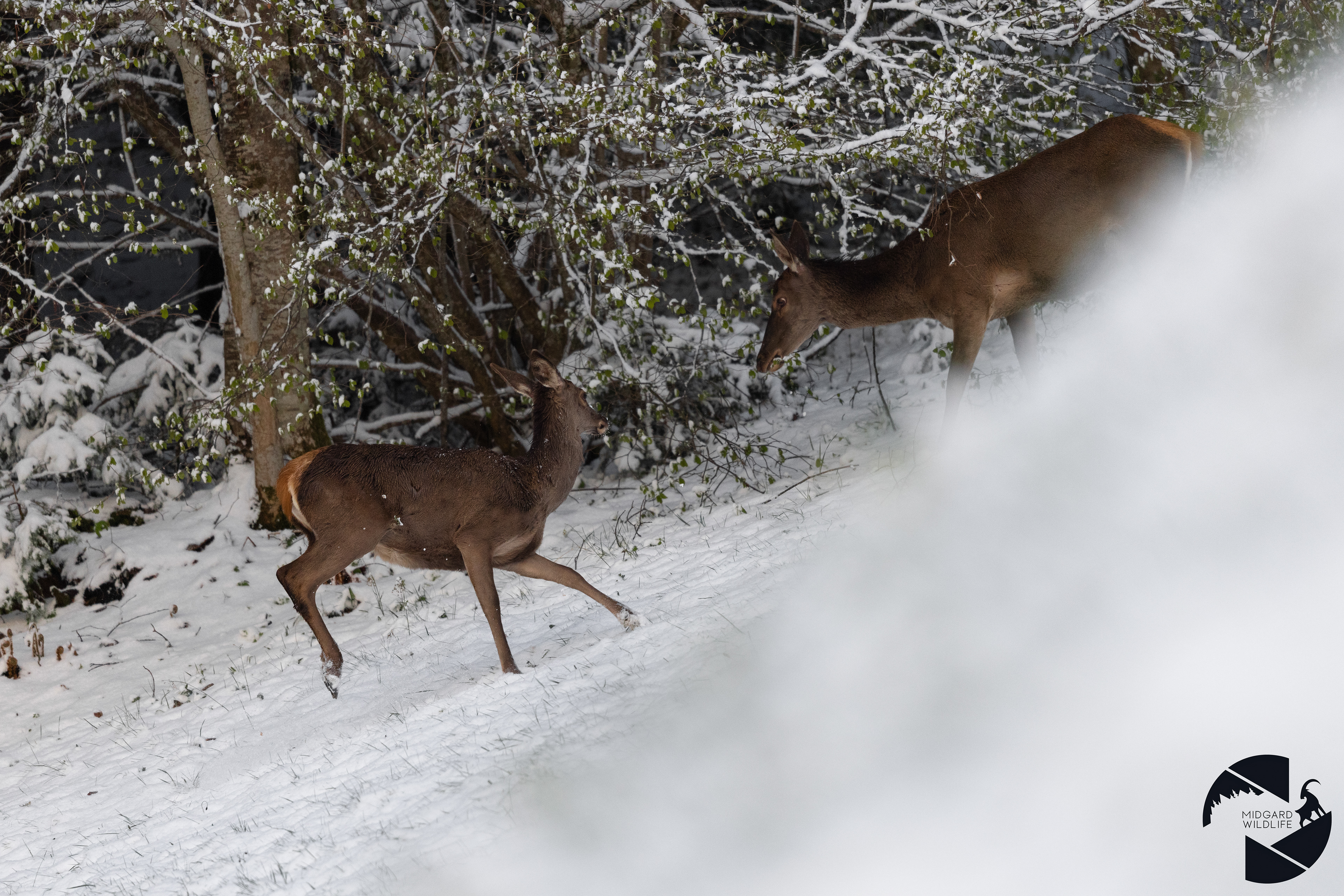 Biche & Faon