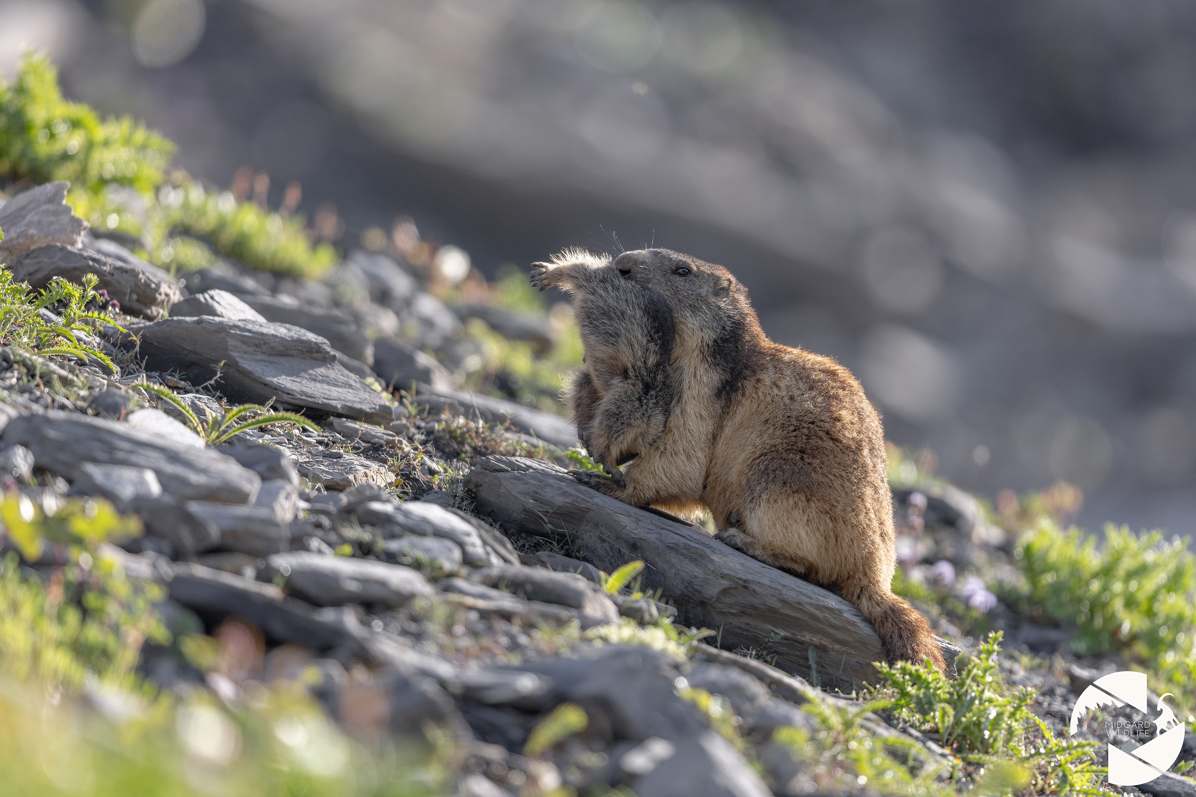 Marmotte & marmotton