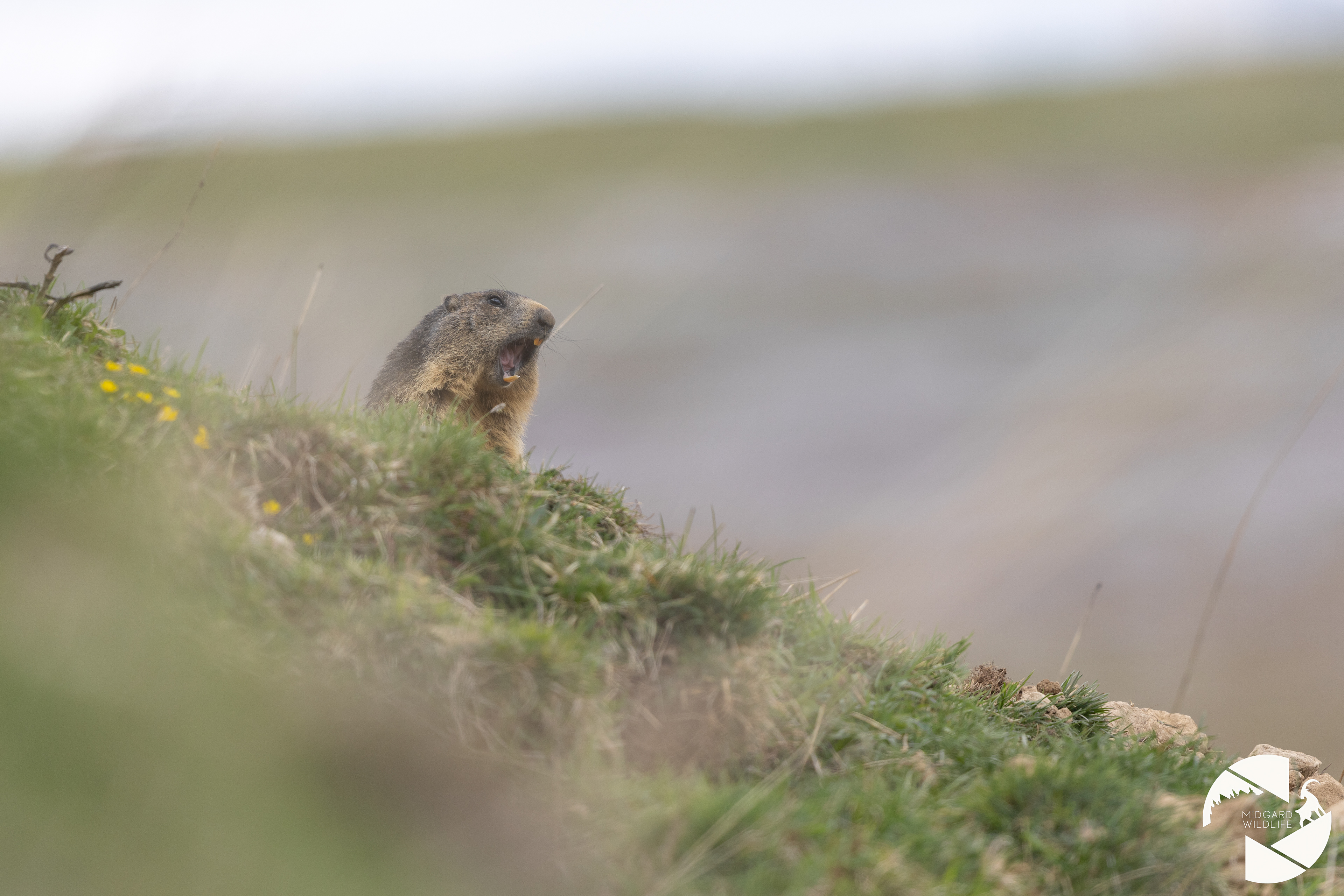 Marmotte