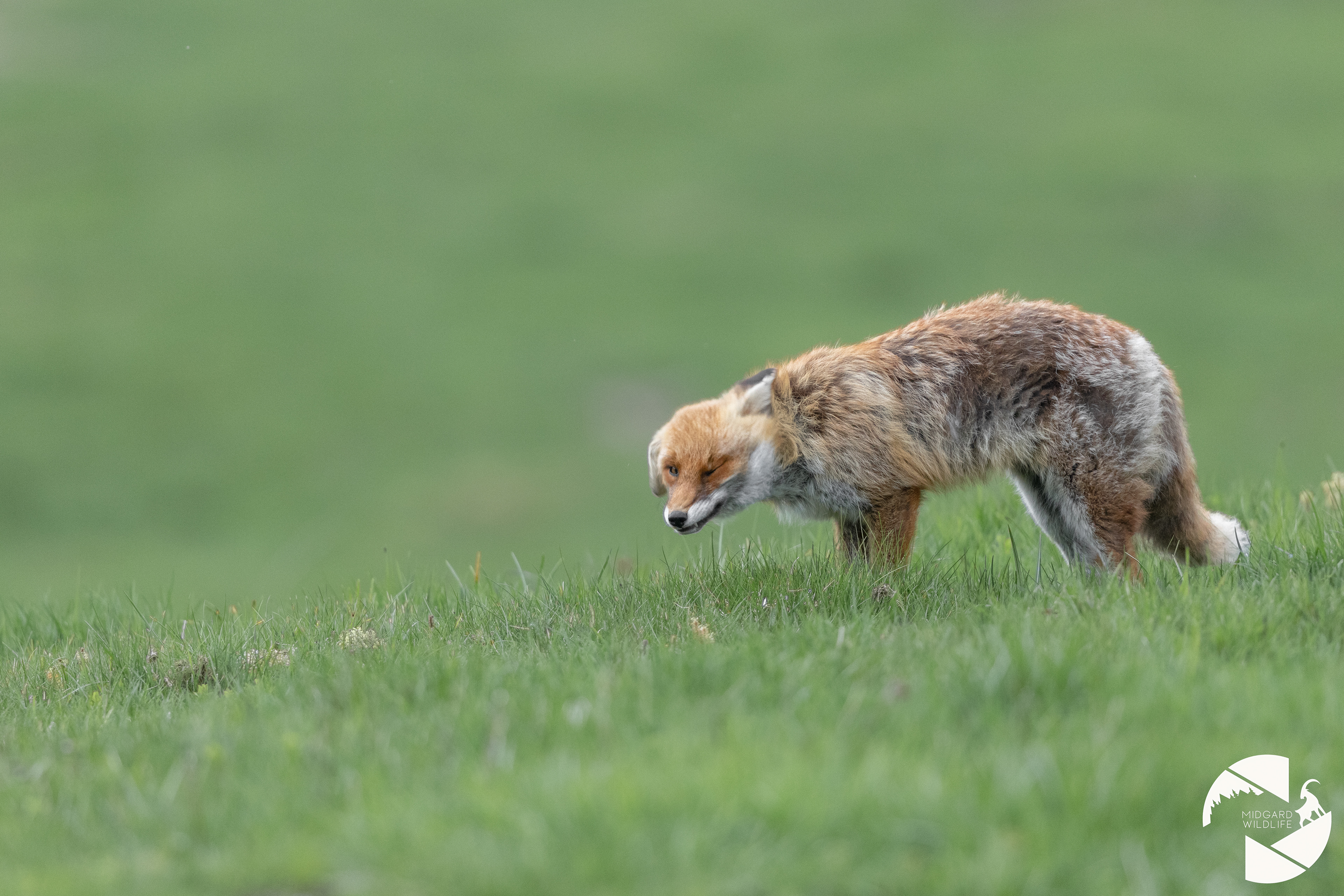 Renard
