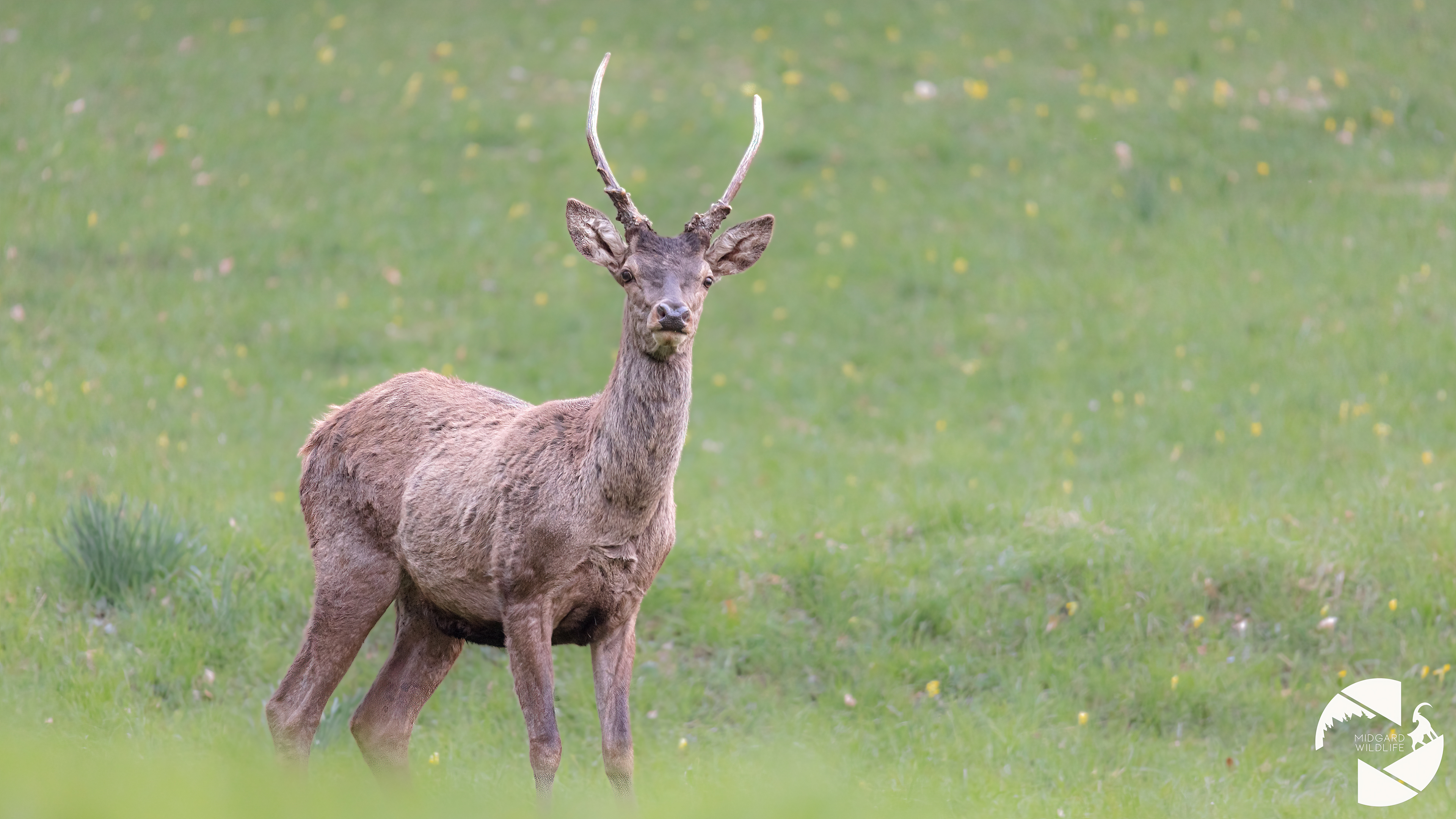 Cerf élaphe